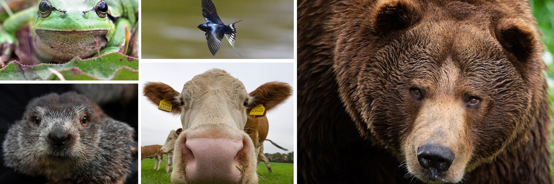Von Laubfrosch bis Braunbär: Wer kann denn nun wirklich das Wetter vorhersagen?