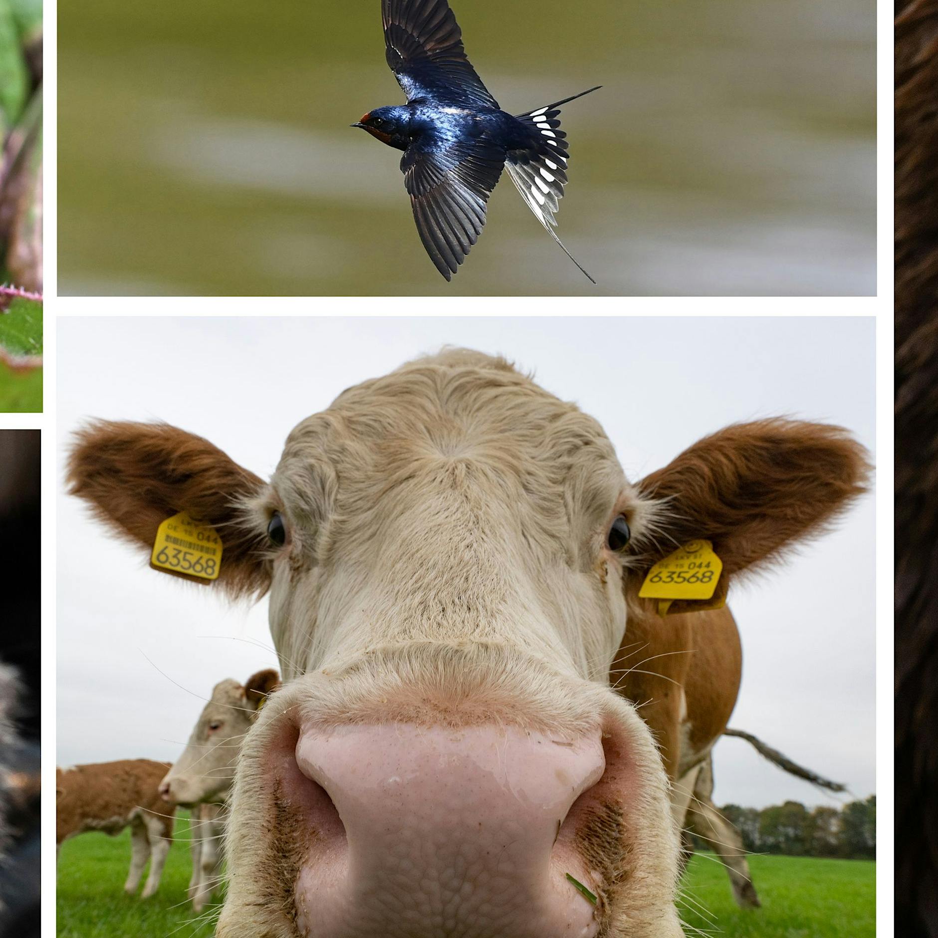 Murmeltier, Laubfrosch, Schwalbe: Welche Tiere können wirklich das Wetter vorhersagen?