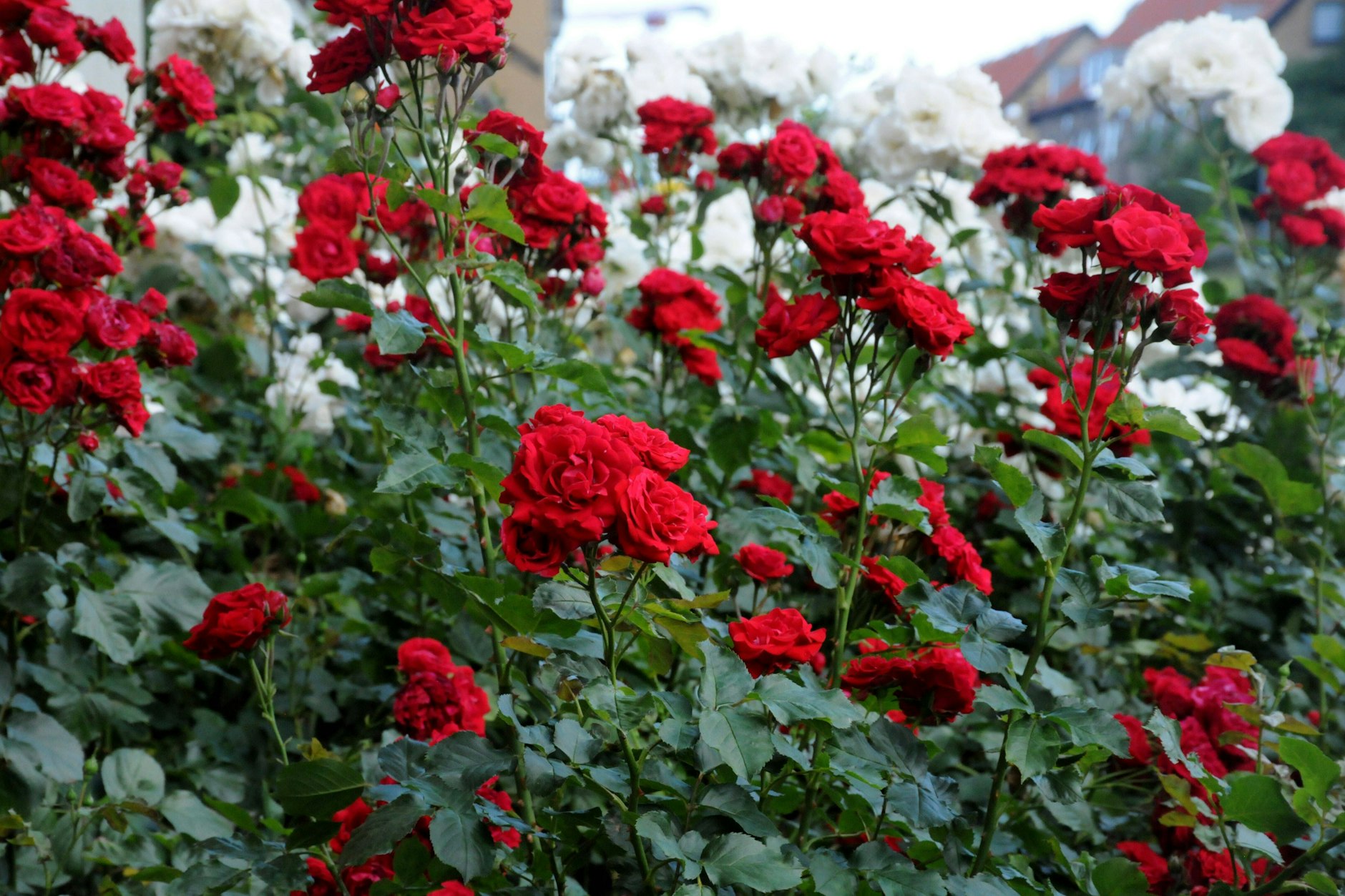 Für eine prächtige Blüte müssen Rosen optimal gepflegt werden. Wir geben Tipps, wie es geht.