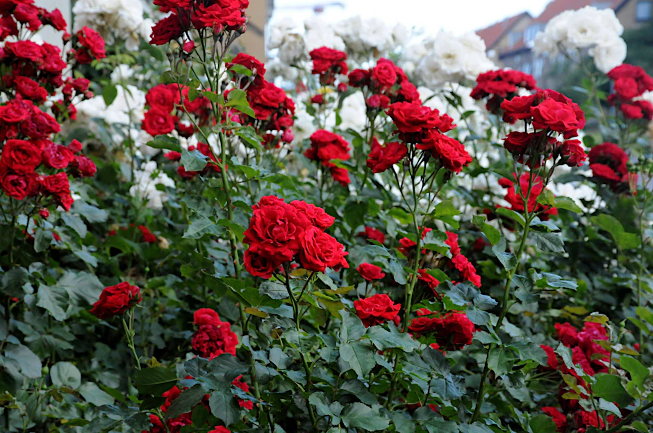 Für eine prächtige Blüte müssen Rosen optimal gepflegt werden. Wir geben Tipps, wie es geht.