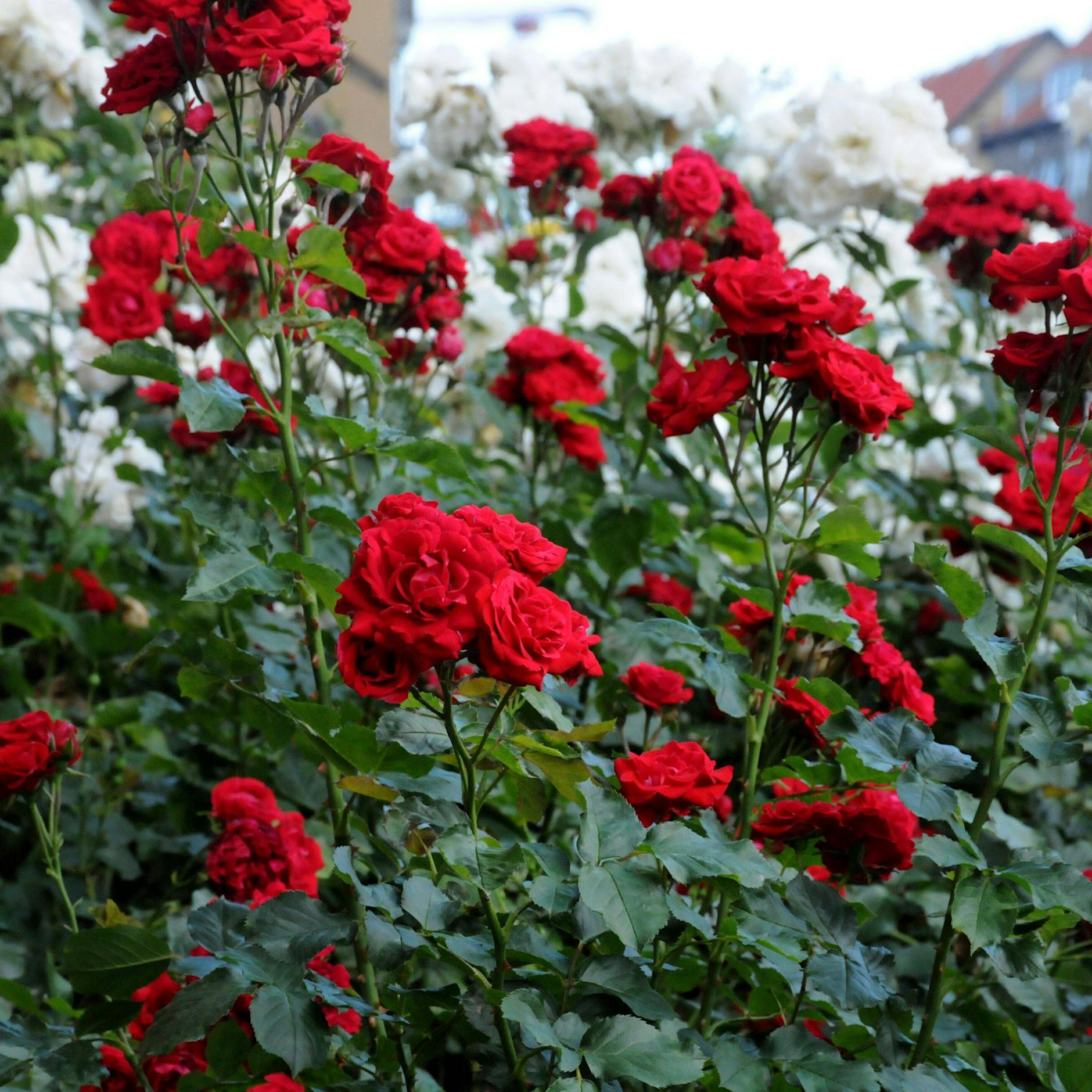 Rosen schneiden: Wann ist der perfekte Zeitpunkt? Die besten Tipps von Profi-Gärtnern