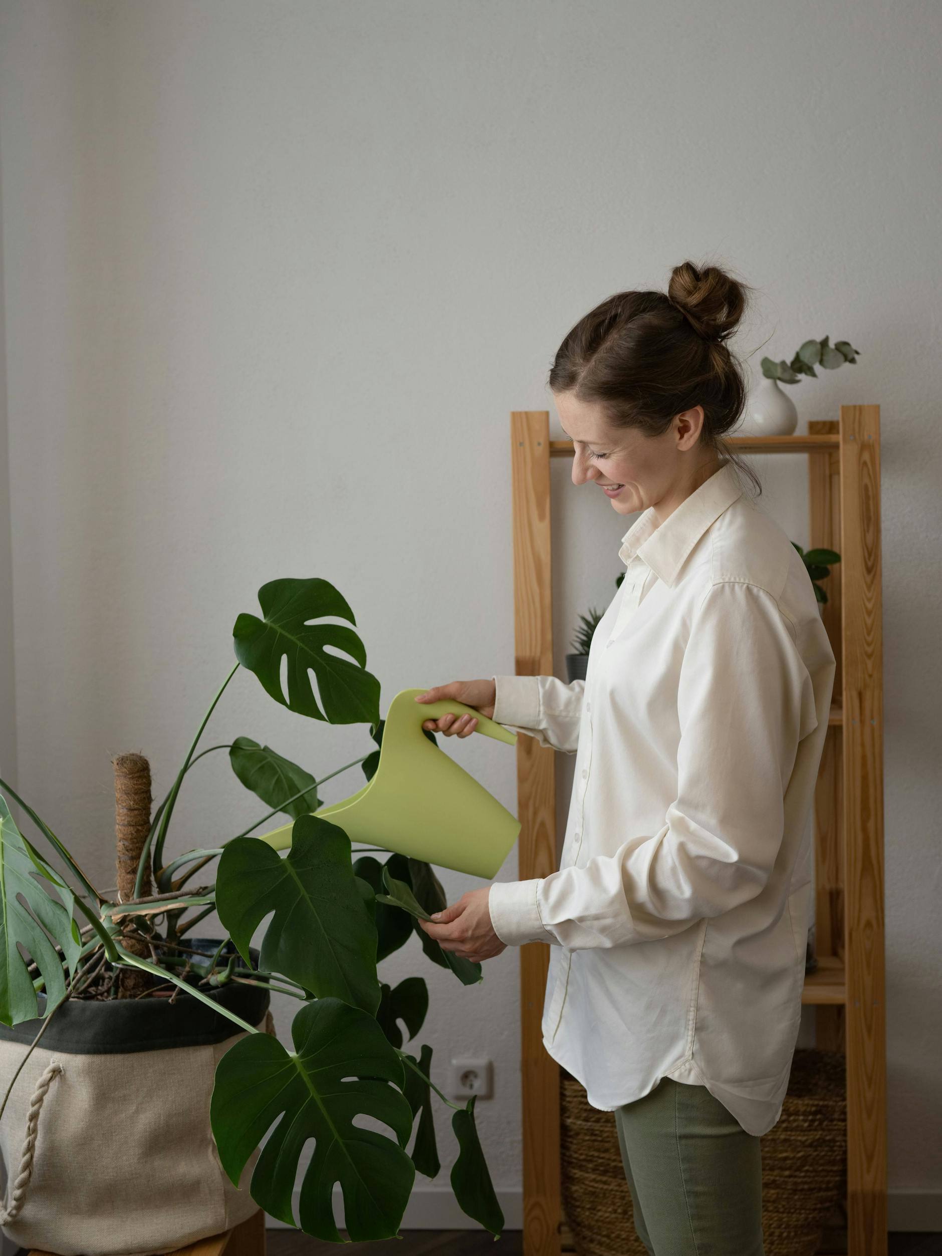Das Fensterblatt verträgt Trockenheit besser als zu viel gießen. Bei langen Trockenphasen bilden sich die Luftwurzeln stärker aus.
