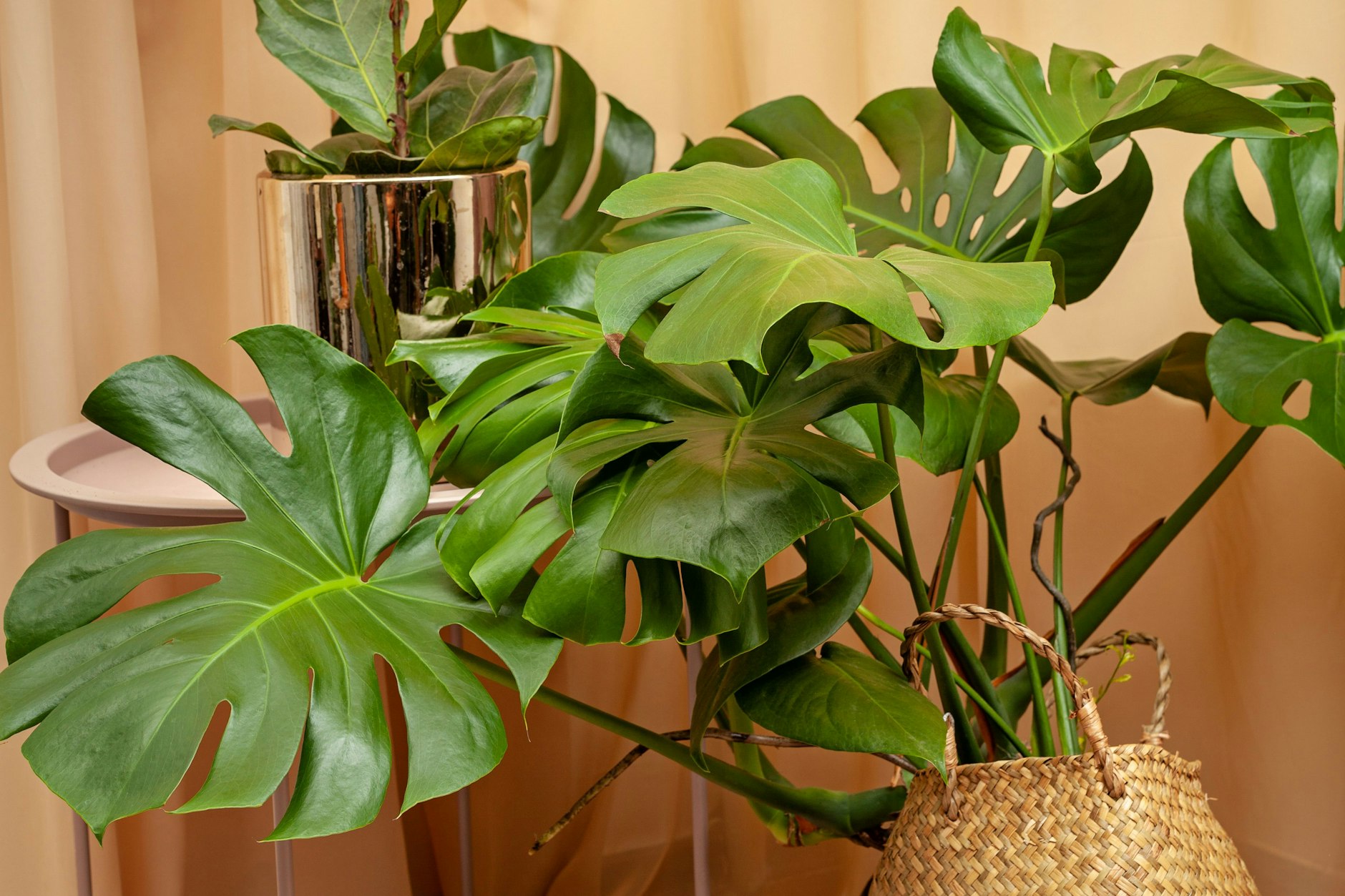 Das Fensterblatt (Monstera deliciosa) ist eine der beliebtesten grünen Zimmerpflanzen. 