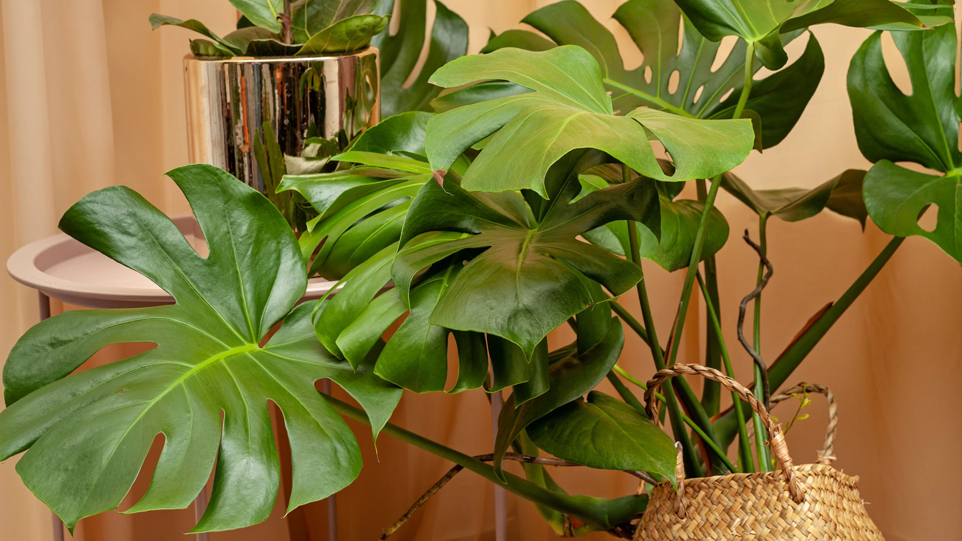 philodendron mexicanum Mexican Philodendron Rare Plant (Philodendron mexicanum) main image 1