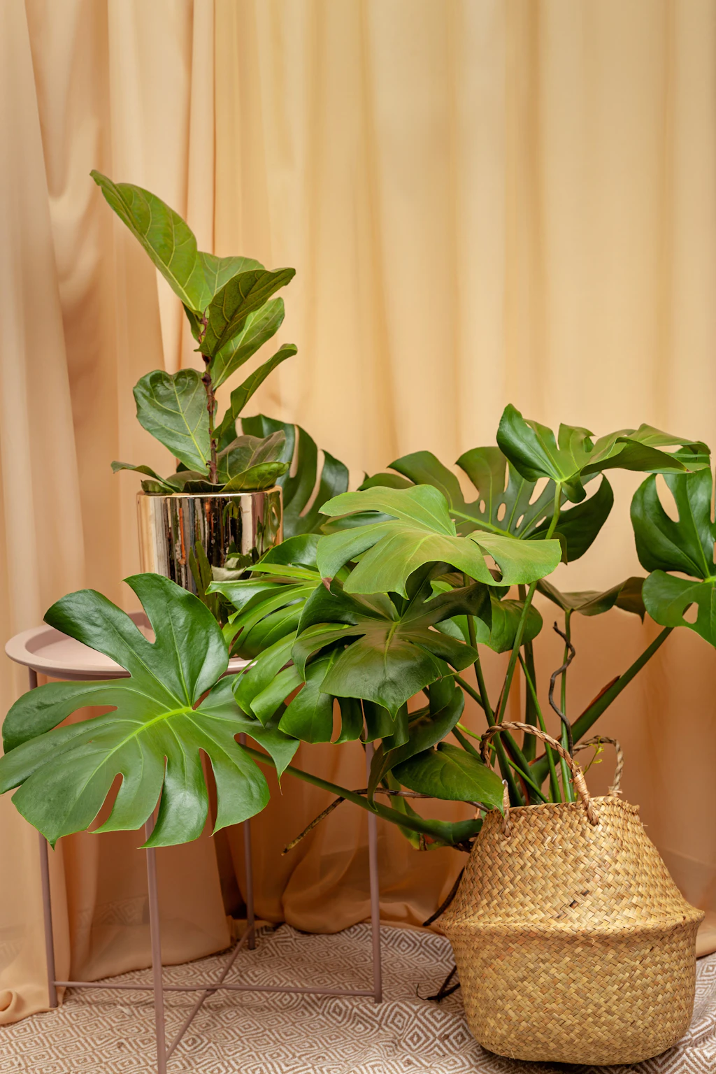 Luftwurzeln beim Fensterblatt abschneiden oder nicht? Die besten Tipps zur  Pflege der Monstera