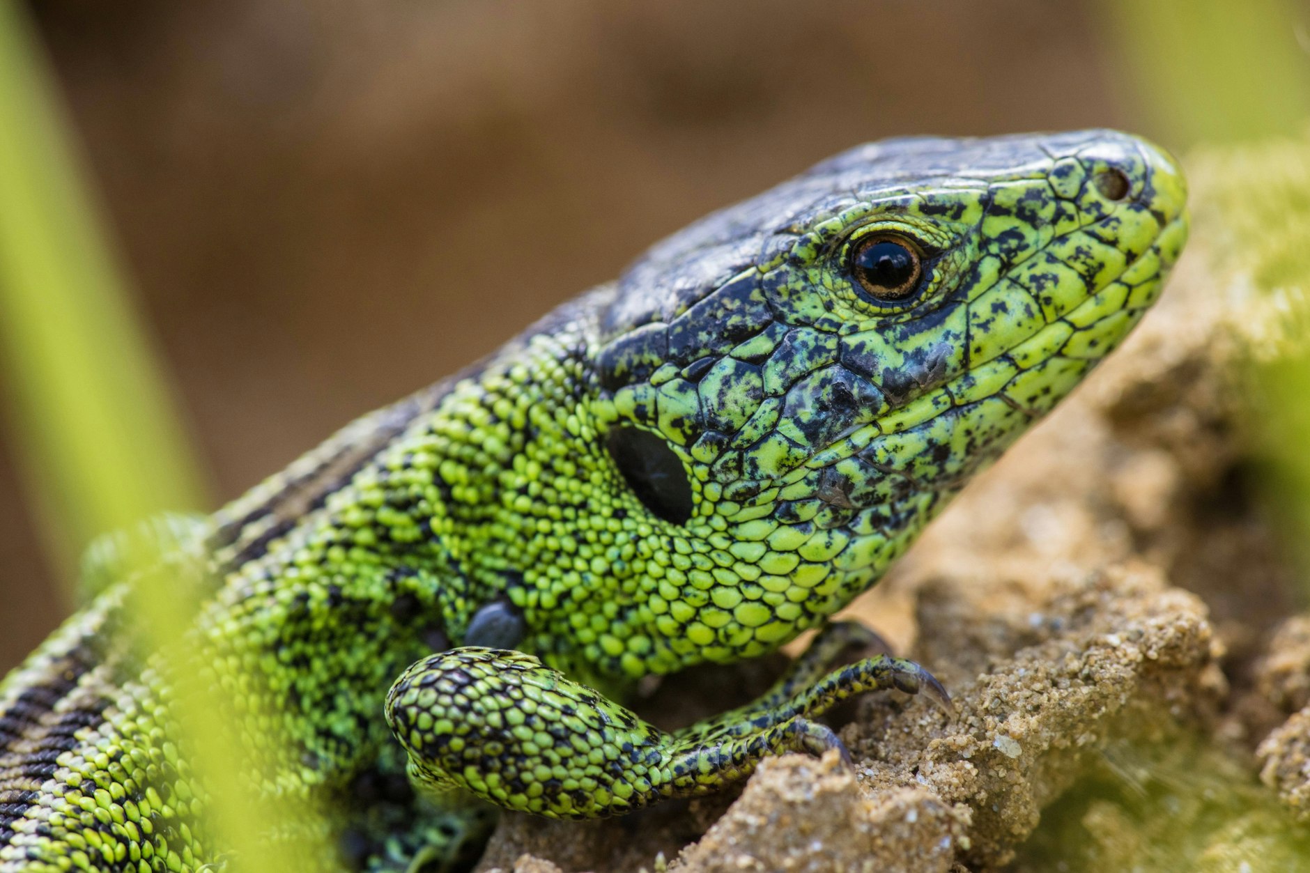 Die Zauneidechse gilt aols nützlicher Insektenfresser, ihre Art steht unter strengem Schutz. Denn och sollen diese Echsen nun für einen Friedhofsbau getötet werden.
