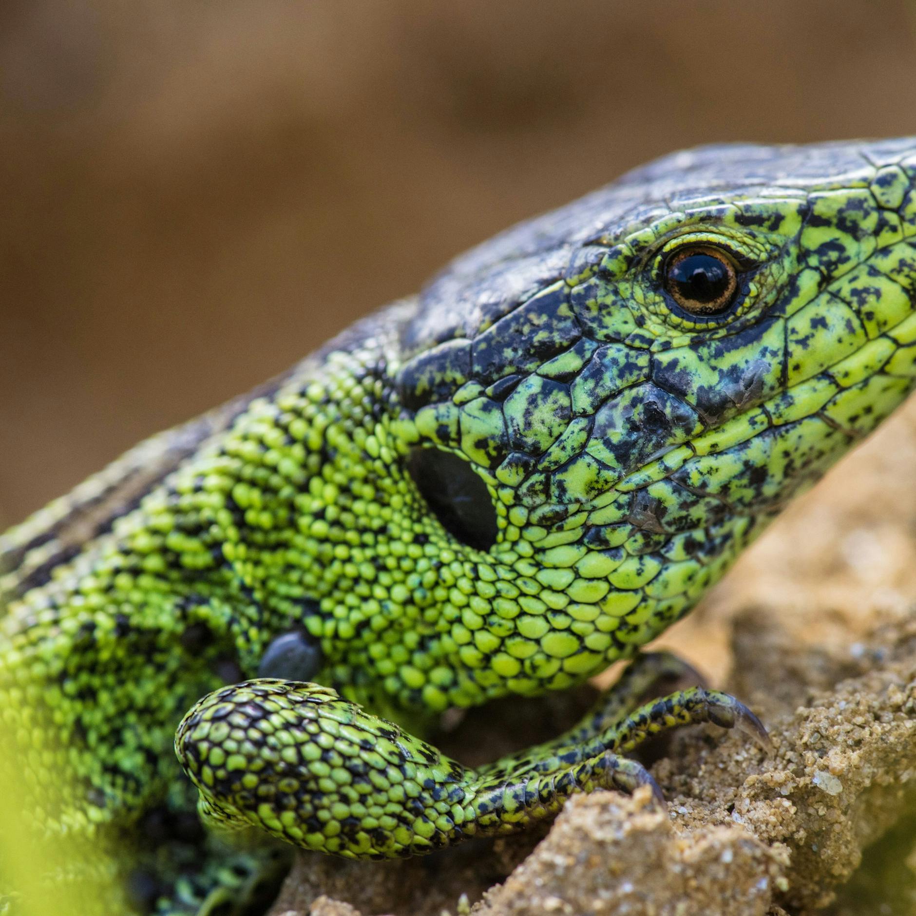 Berliner Bezirksamt will Eidechsen für Friedhof töten lassen