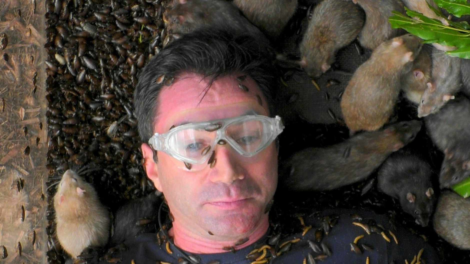 Machte sich trotz vier Sternen in der letzten Prüfung nicht beliebt: Lucas Cordalis im Dschungelcamp.