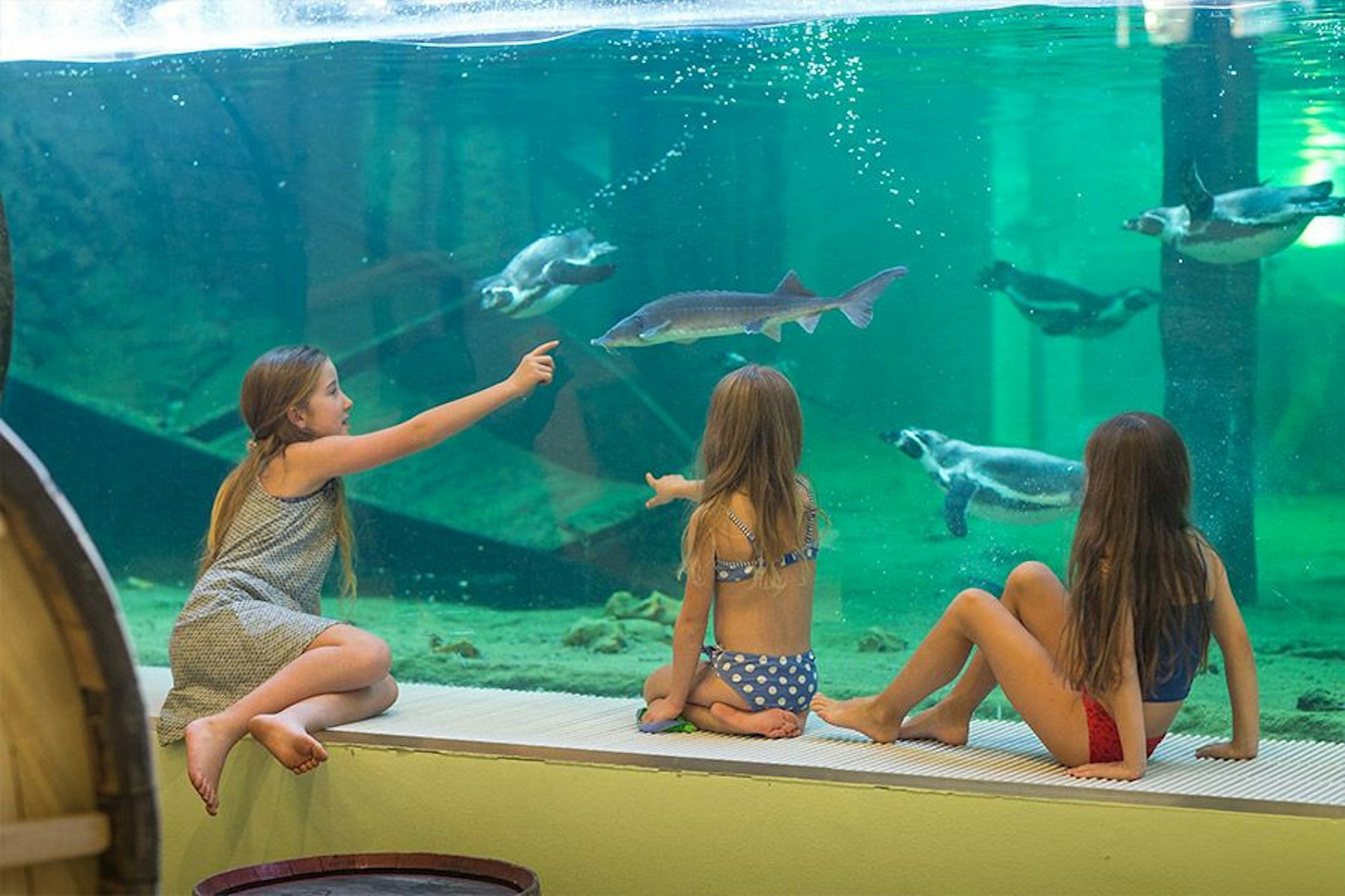 Pinguine aus der Nähe beobachten