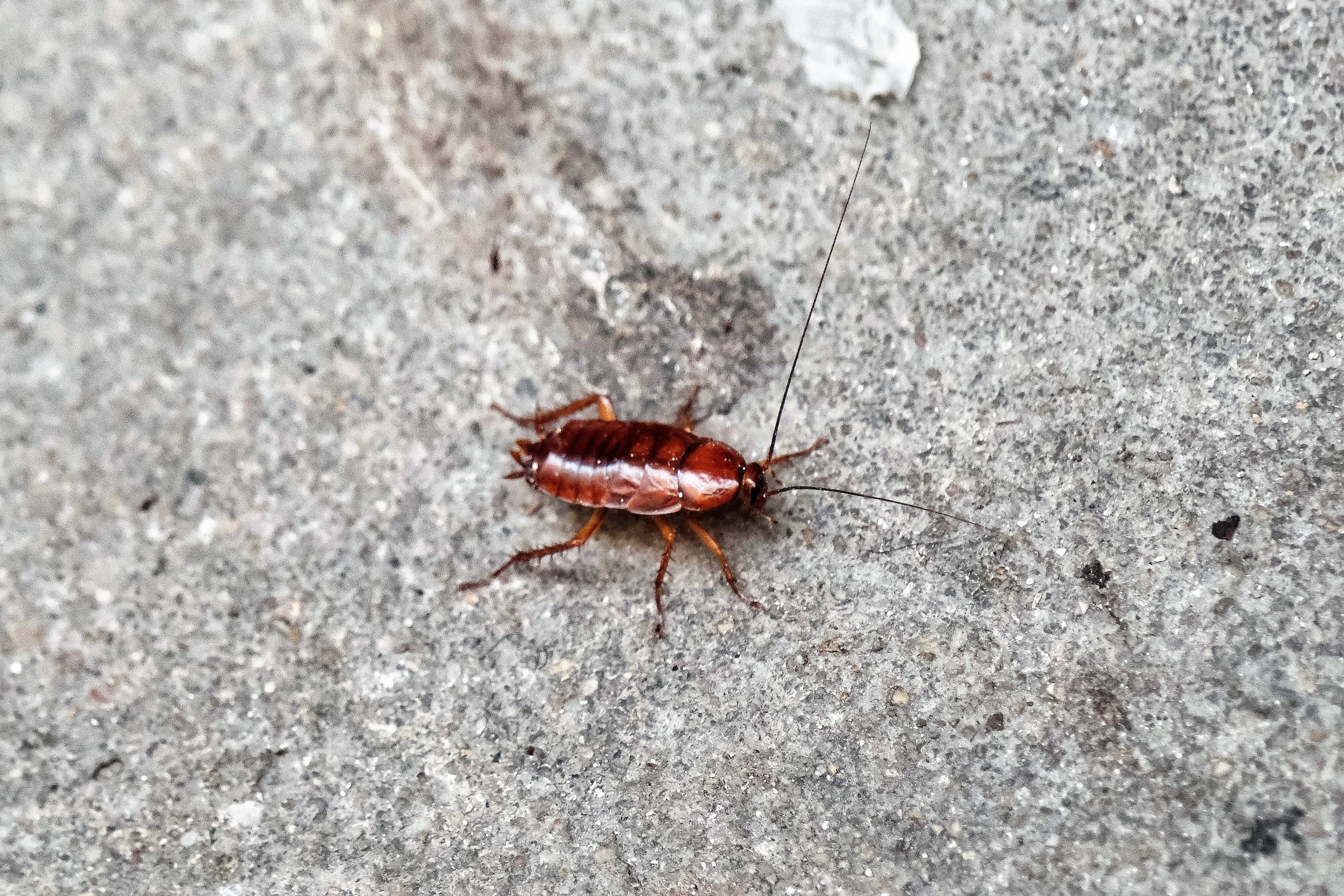 In DIESEM Zoo können Sie eine Kakerlake nach ihrem Ex benennen – und sie dann verfüttern lassen