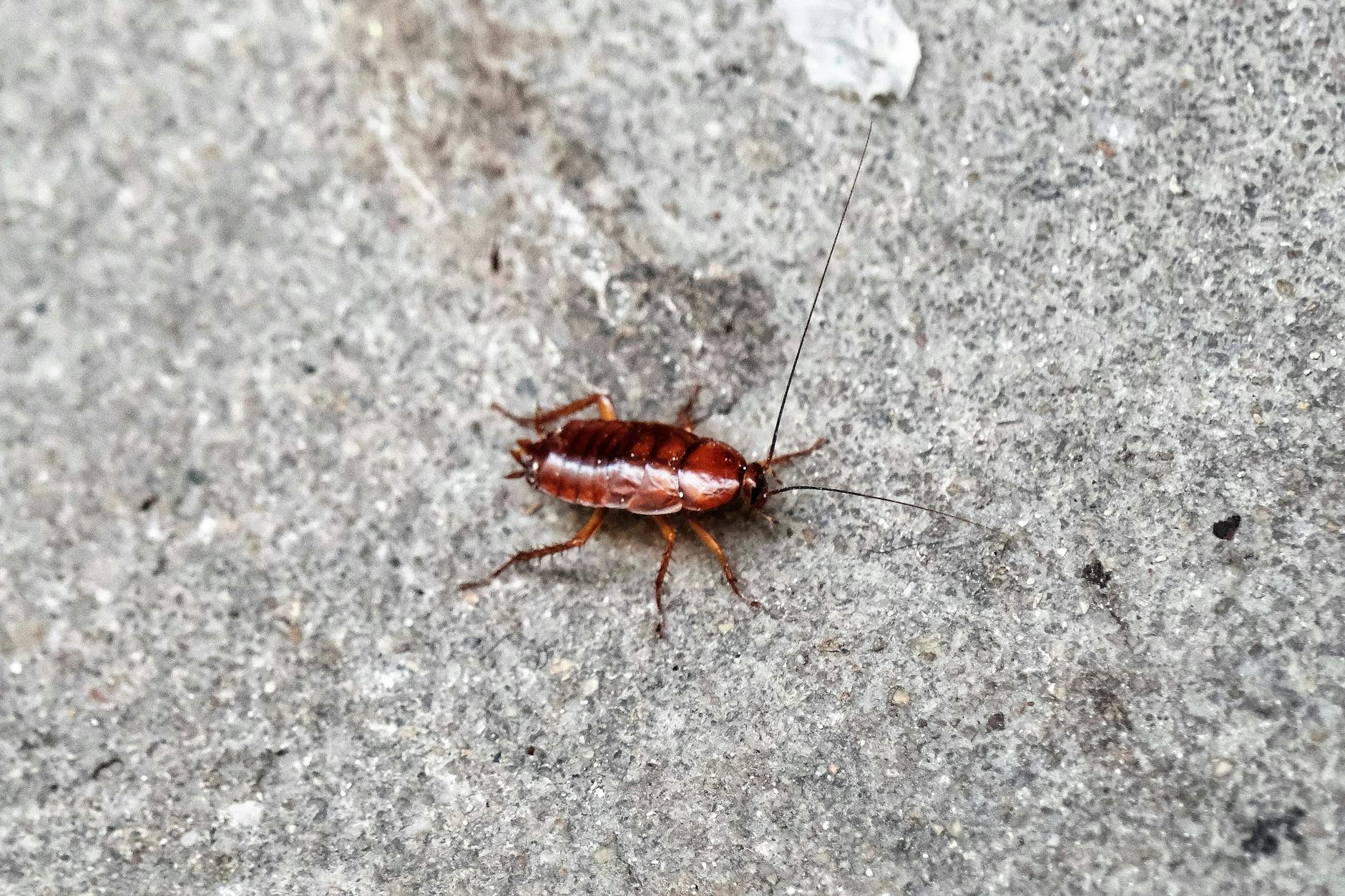 Eine Kakerlake: Wenn Sie wollen, können Sie so ein Tier nach ihrem Ex benennen.