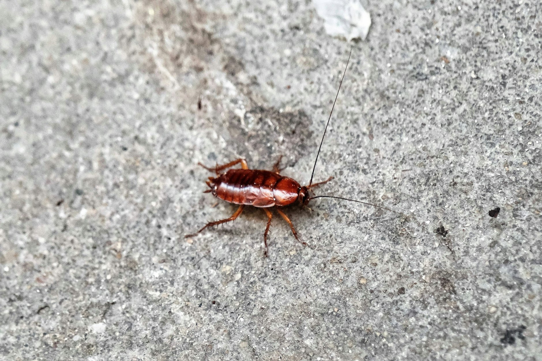 Eine Kakerlake: Wenn Sie wollen, können Sie so ein Tier nach ihrem Ex benennen. 