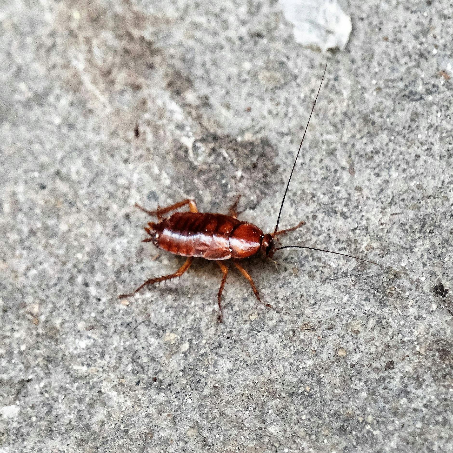 In DIESEM Zoo können Sie eine Kakerlake nach ihrem Ex benennen – und sie dann verfüttern lassen