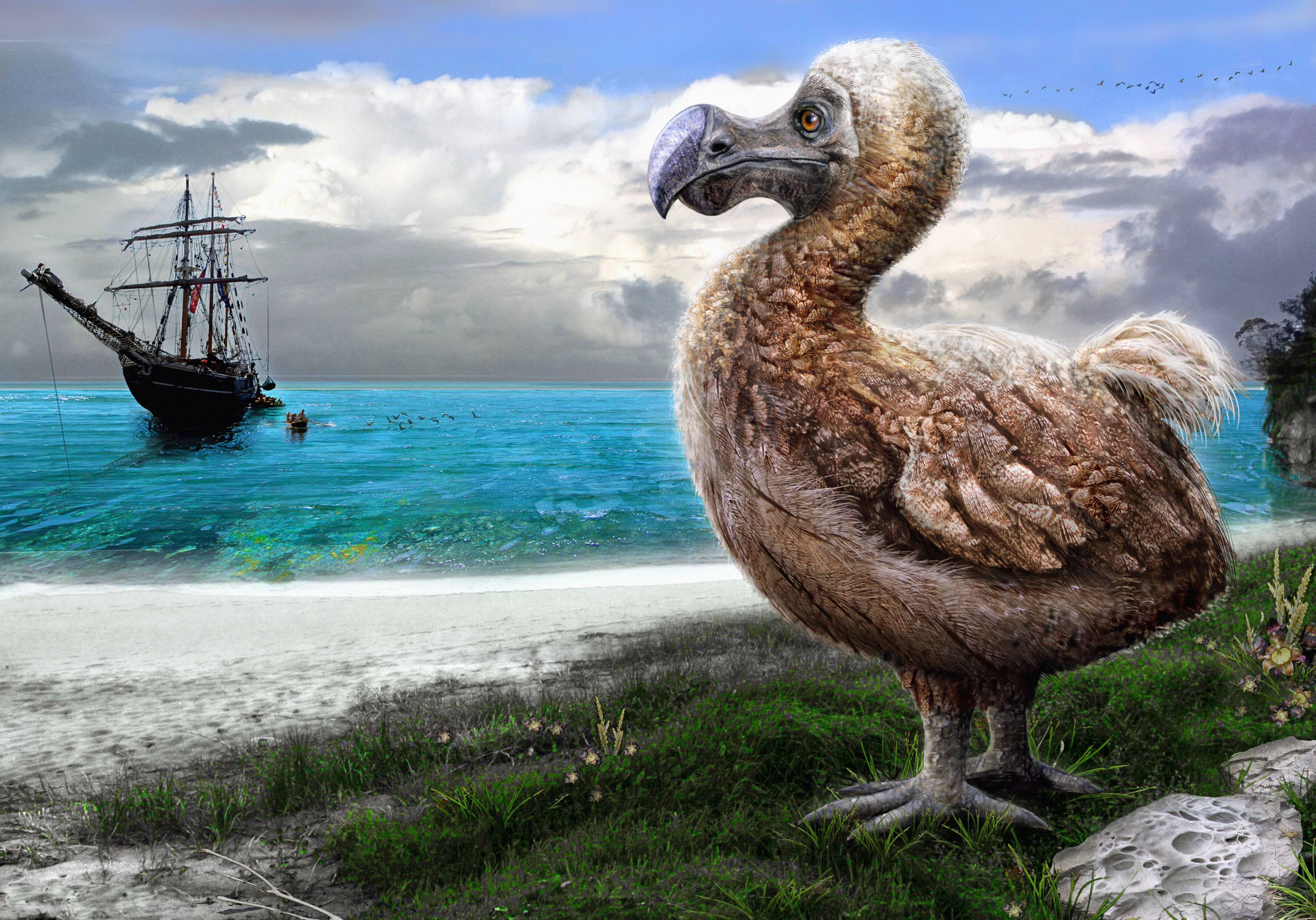 Forscher wollen den Dodo wiederauferstehen lassen