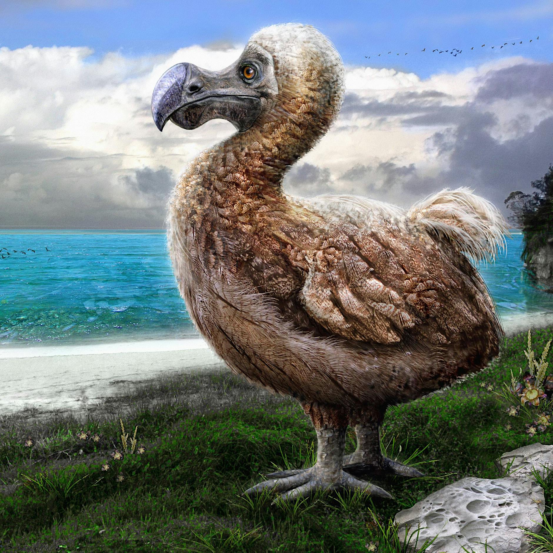 Forscher wollen den Dodo wiederauferstehen lassen