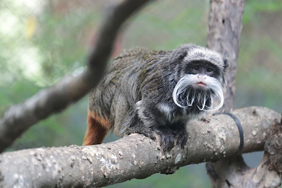 HANDOUT - Ein Kaiserschnurrbart-Tamarin, der im Zoo in Dallas lebt.  