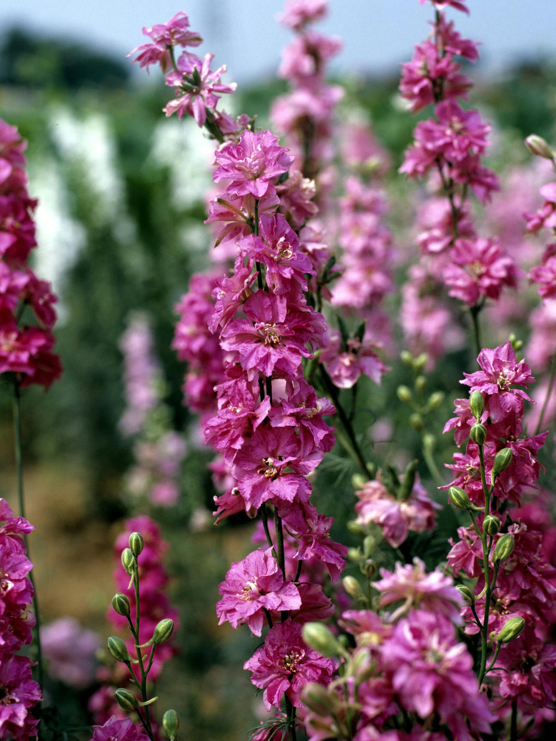 Es müssen nicht immer Rosen sein: Auch Levkojen machen sich hübsch in der Vase.