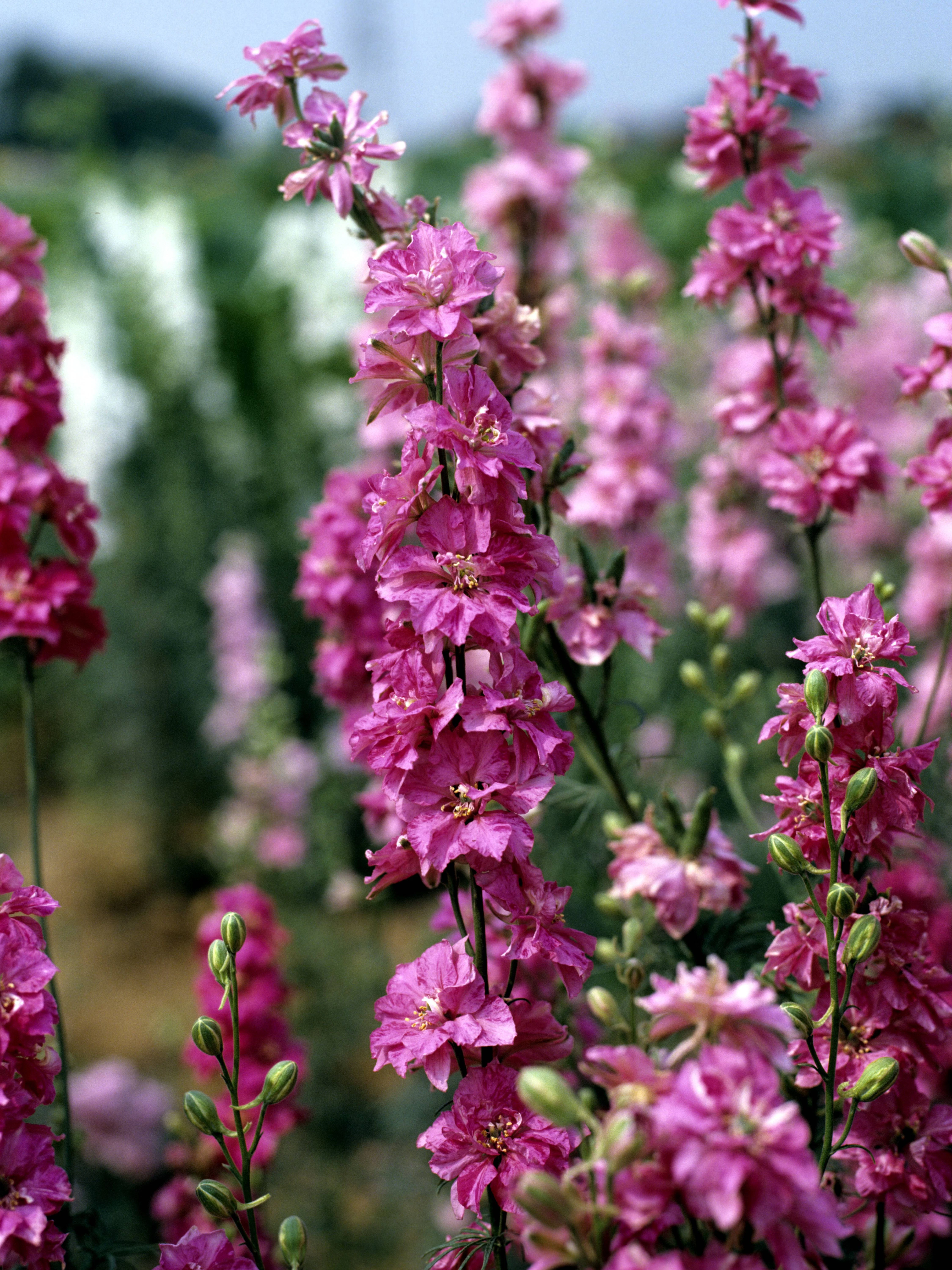 Es müssen nicht immer Rosen sein: Auch Levkojen machen sich hübsch in der Vase.