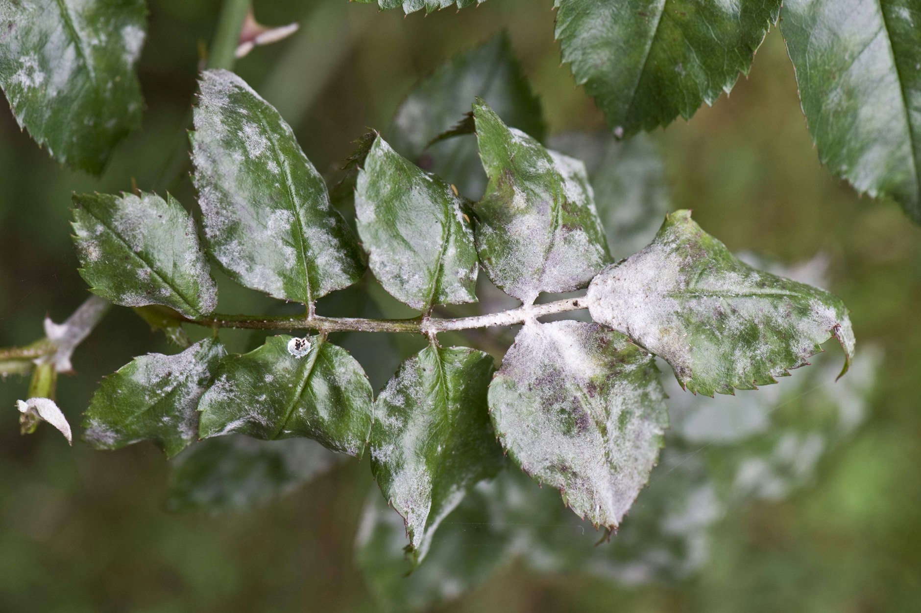 Fies und unschön: Der Echte Rosentaupilz setzt Rosen schwer zu.