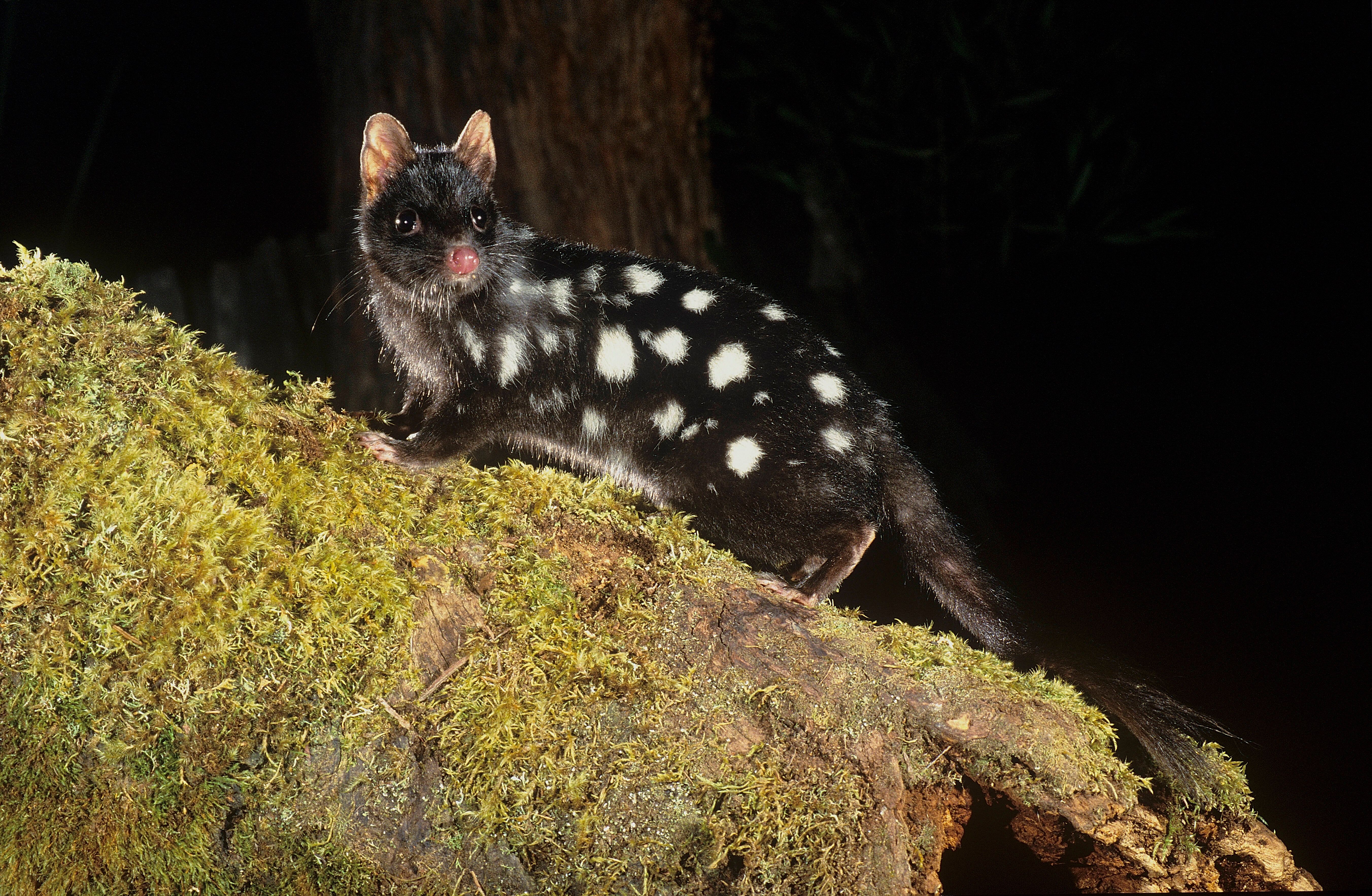 Der Todes-Sex der Beutelmarder – sie sterben, weil die Paarung sie fertig macht!