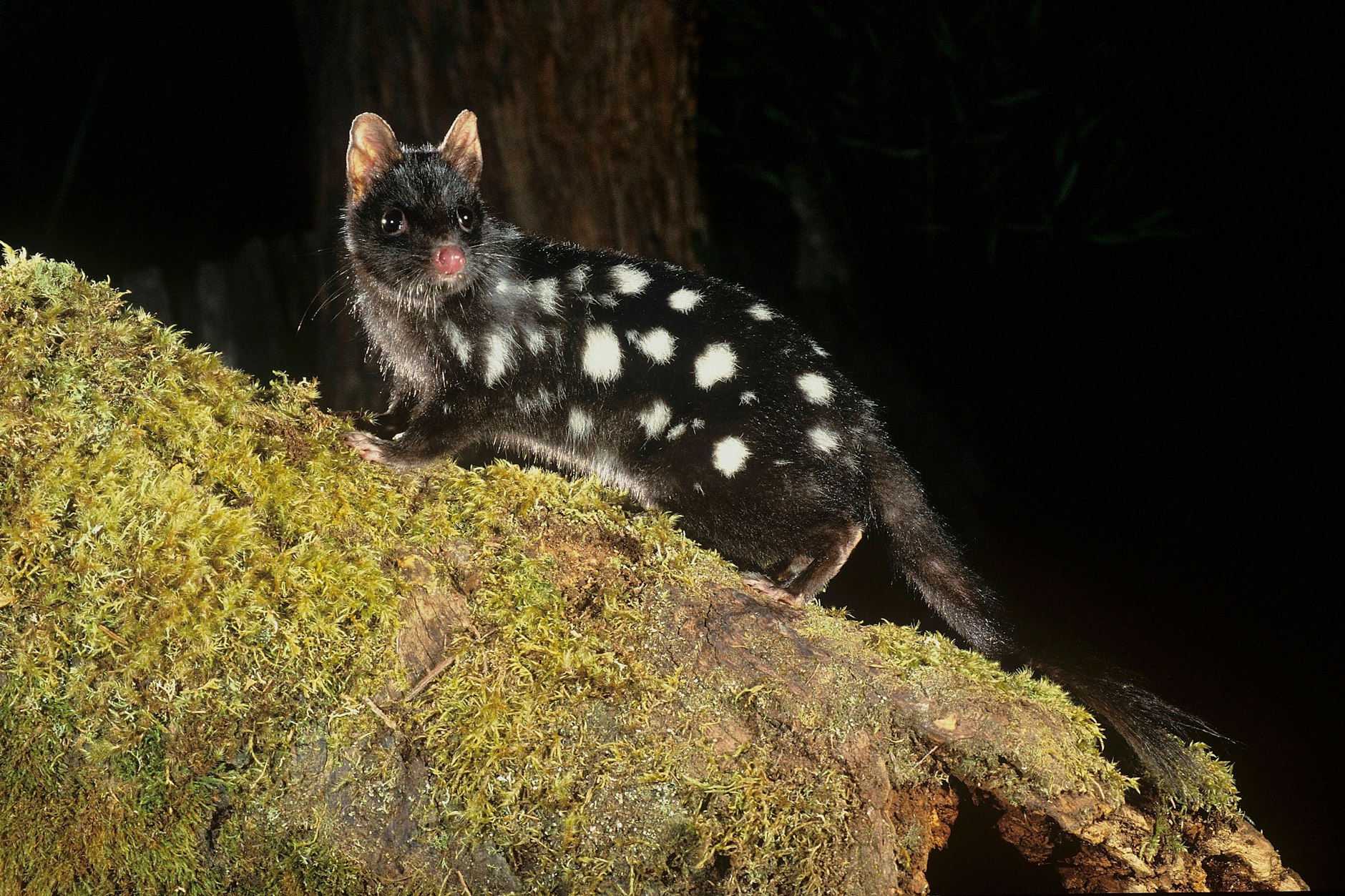 Ein Beutelmarder in einem Nationalpark in Australien.