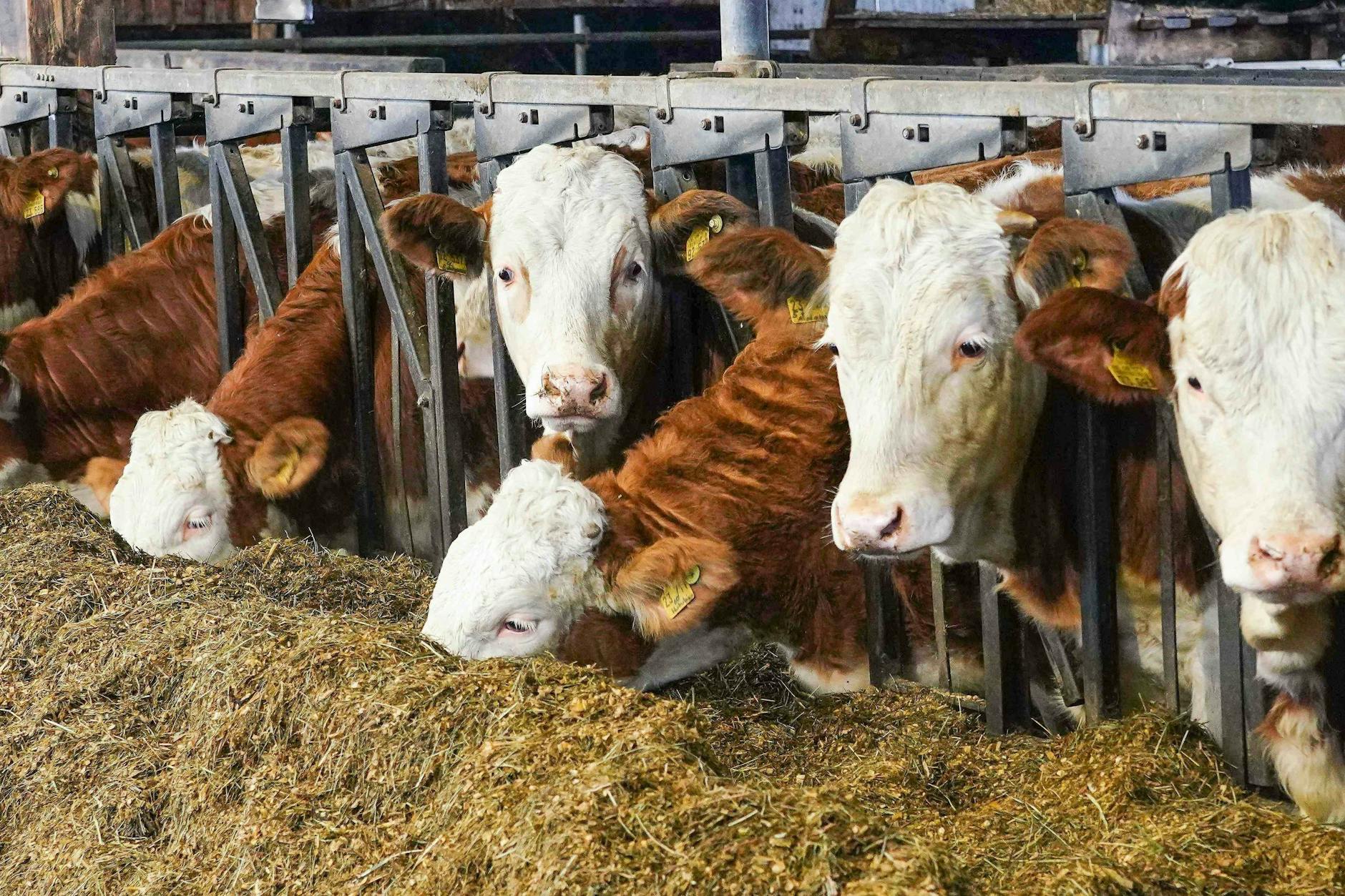 Rinder in einem Freilaufstall in Deutschland. (Symbolfoto)