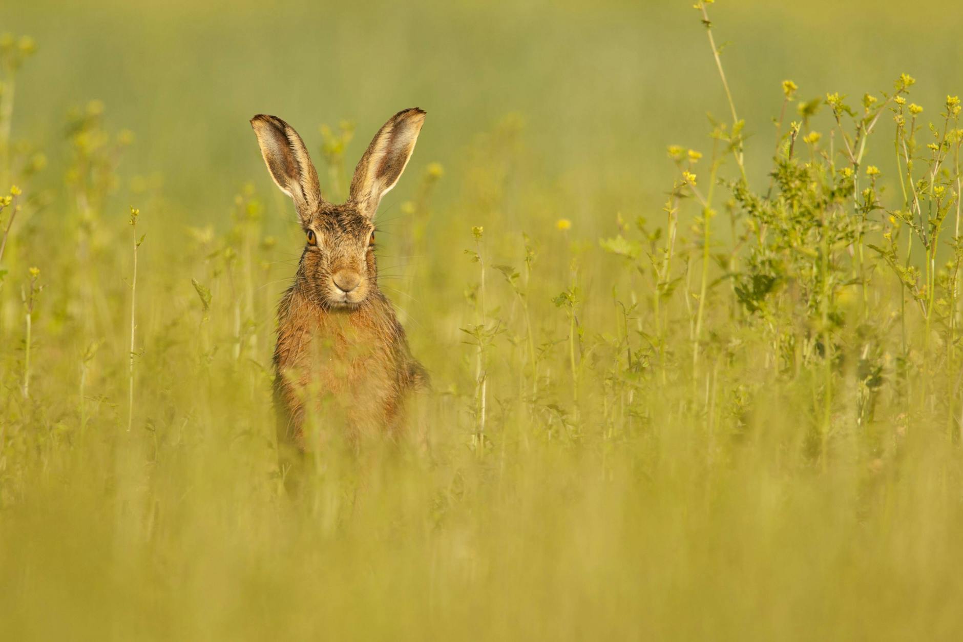 Feldhasen lieben Senf wie wir Menschen: Hier schaut uns ein wildes Exemplar aus dem Senf aus an.