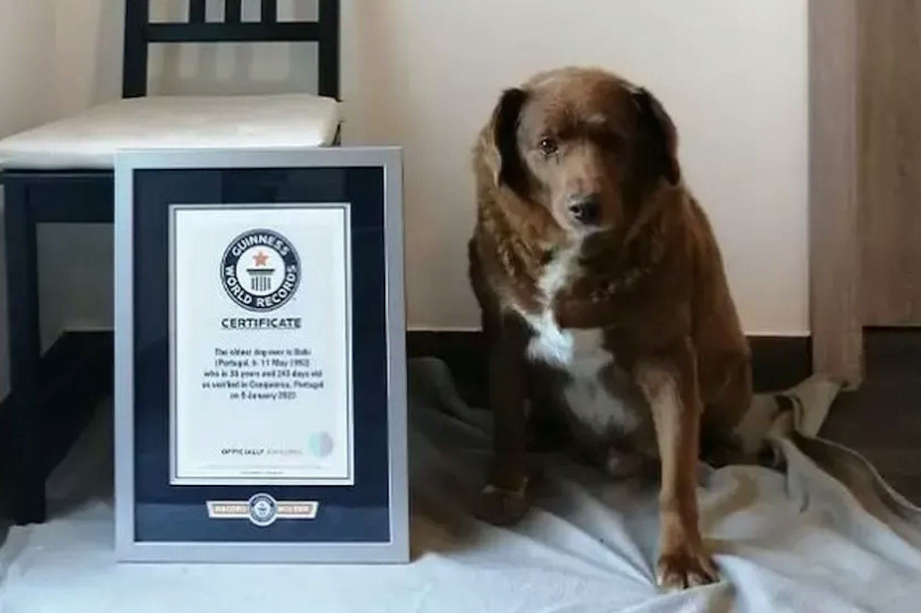 Bobi ist mit mehr als 30 Jahren offiziell der älteste Hund der Welt.