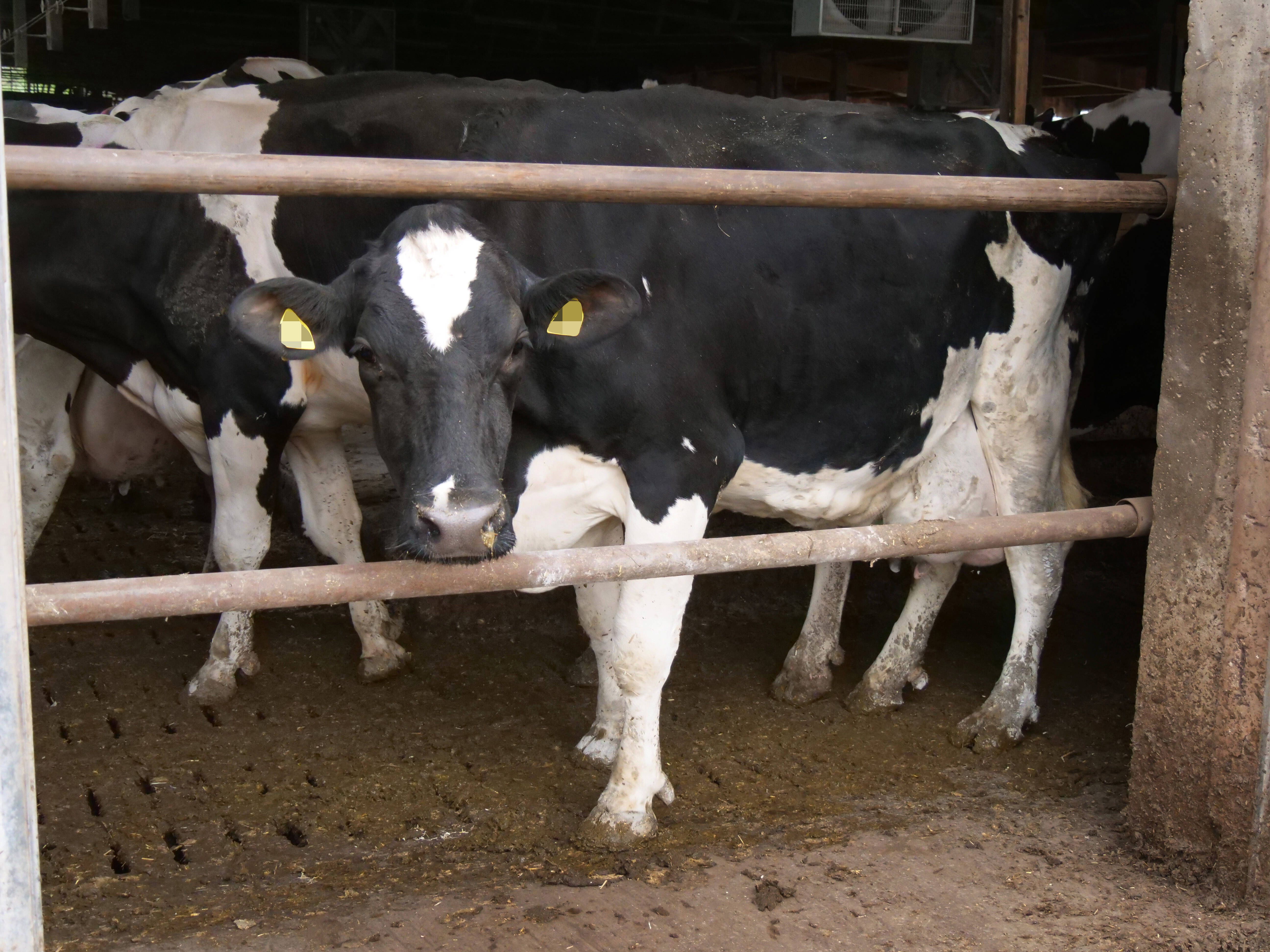 Image - China klont „Superkühe“, die 18 Tonnen Milch geben sollen – Peta: „Neues Ausmaß an Verachtung“