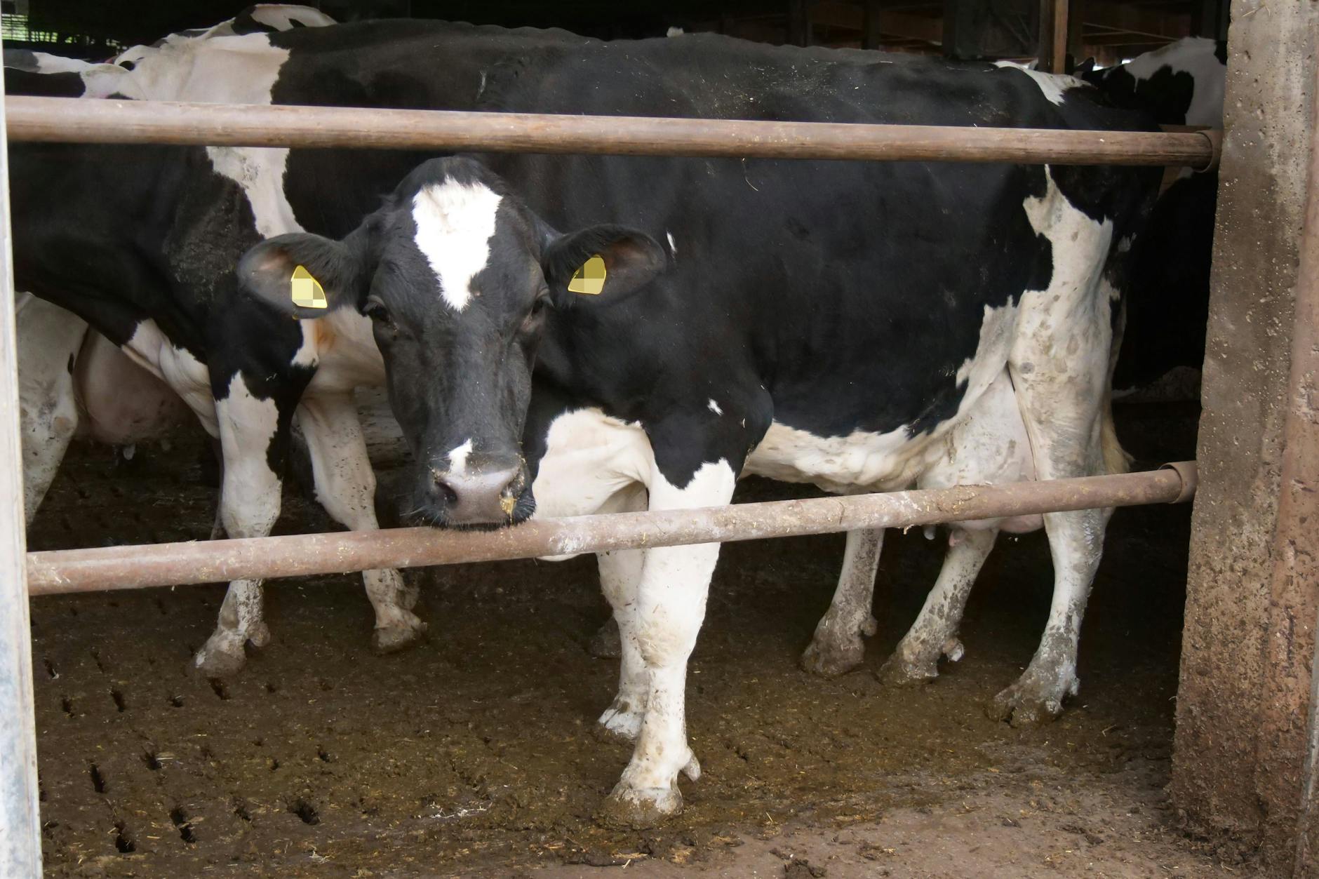 Eine Milchkuh in einer Milchviehanlage in Niedersachsen. (Symbolfoto)