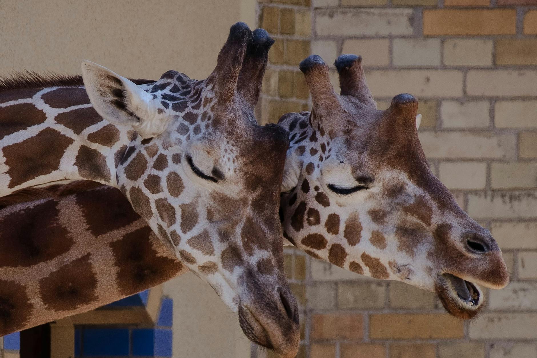 Zwei Giraffen im Berliner Zoo schmusen ausgiebig bei schönstem Sommerwetter.