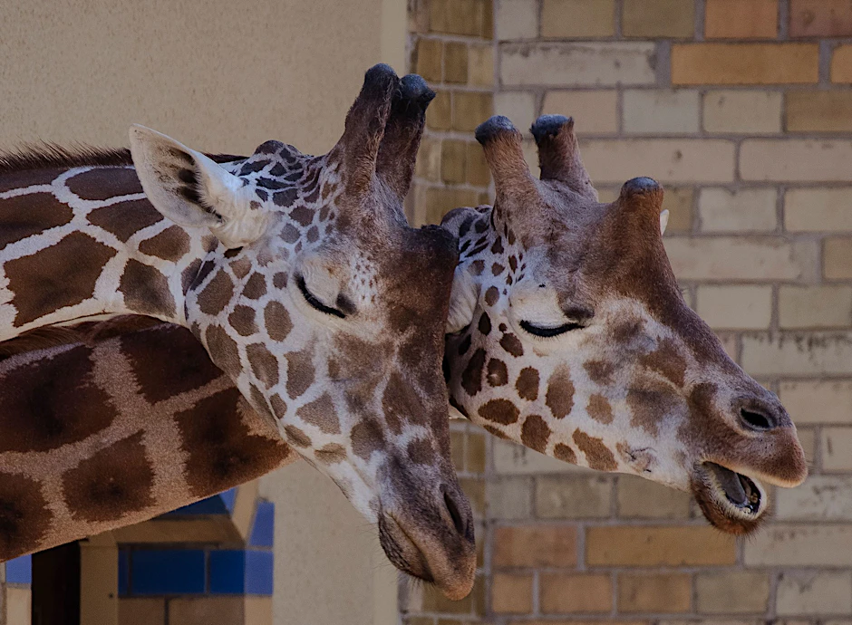 Zwei Giraffen im Berliner Zoo schmusen ausgiebig bei schönstem Sommerwetter.