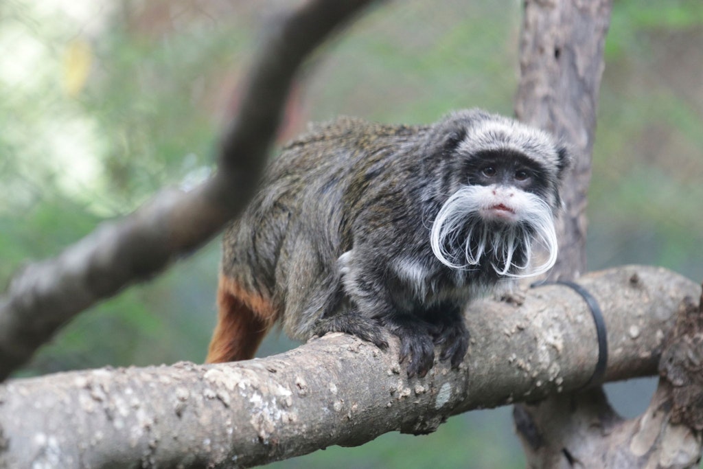 Mysteriöser Tierraub in Zoo: Mutmaßlicher Affendieb gefasst