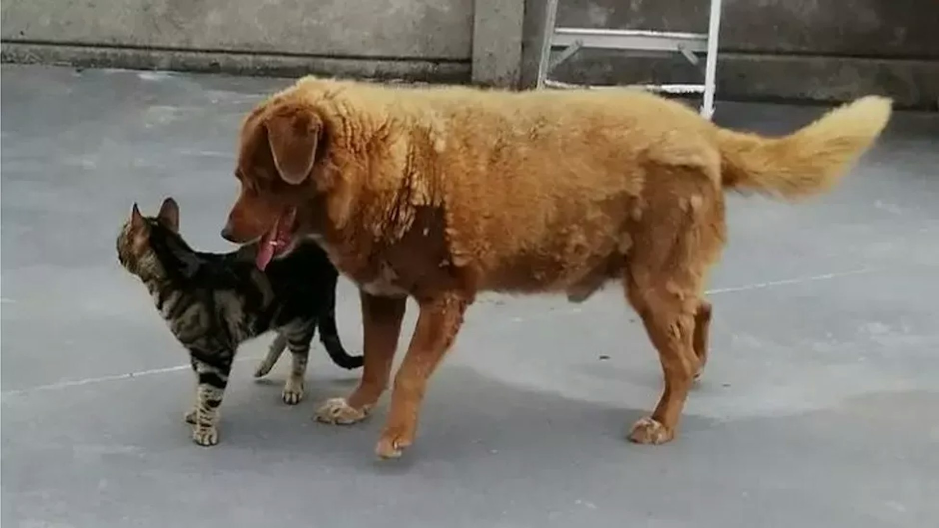 Rekord-Hund Bobi mit einer Katze im Hof.