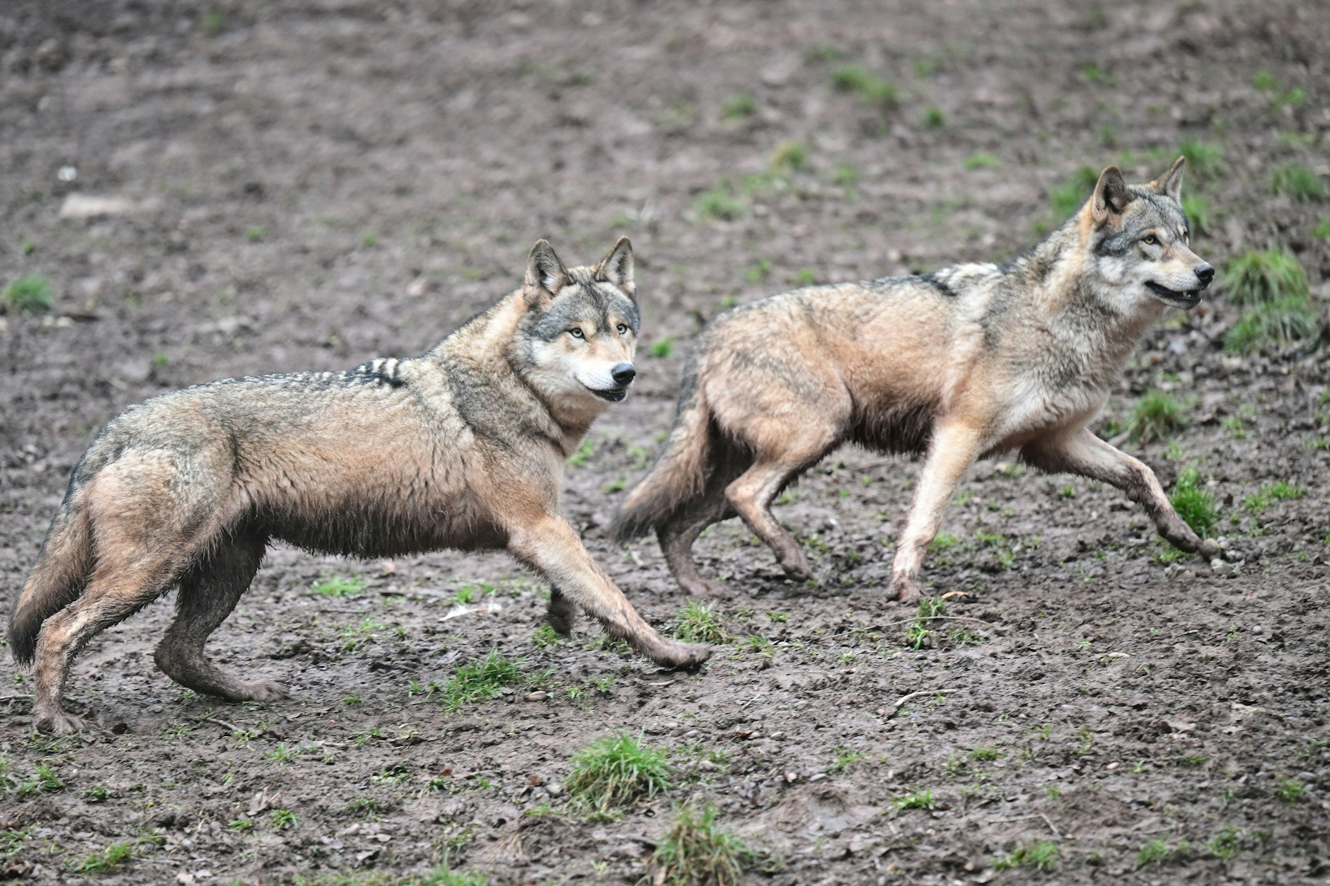 Wölfe haben laut Experten in Sachsen einen Hund angegriffen und getötet. (Symbolbild)