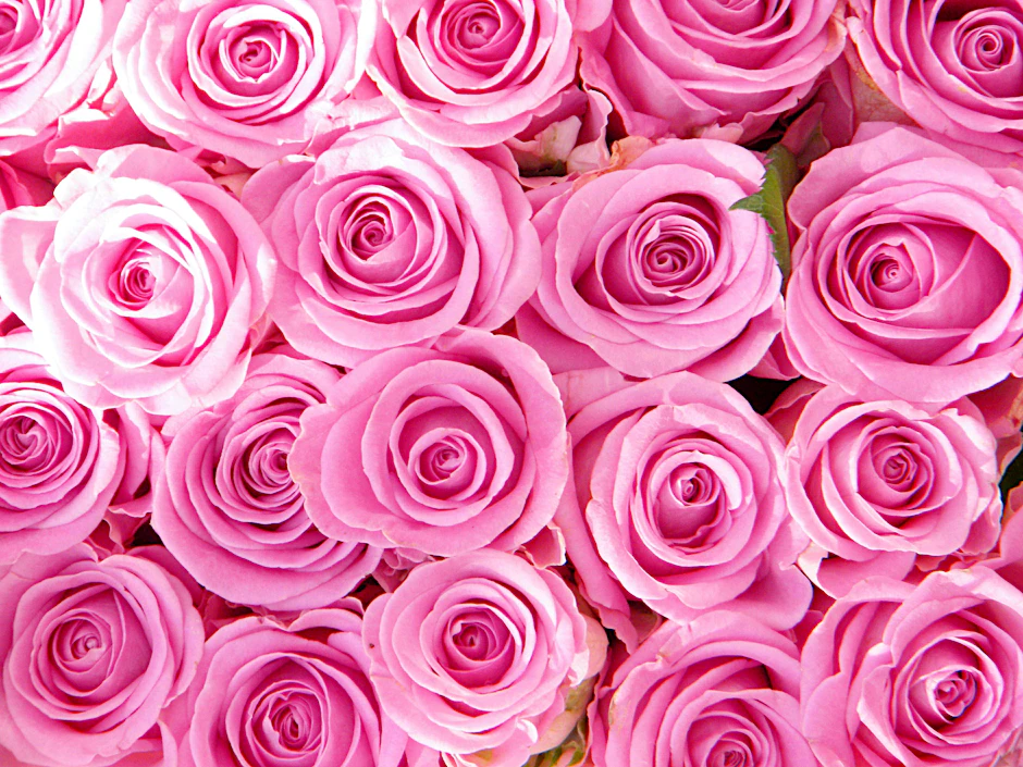 Rosen in Altrosa. 