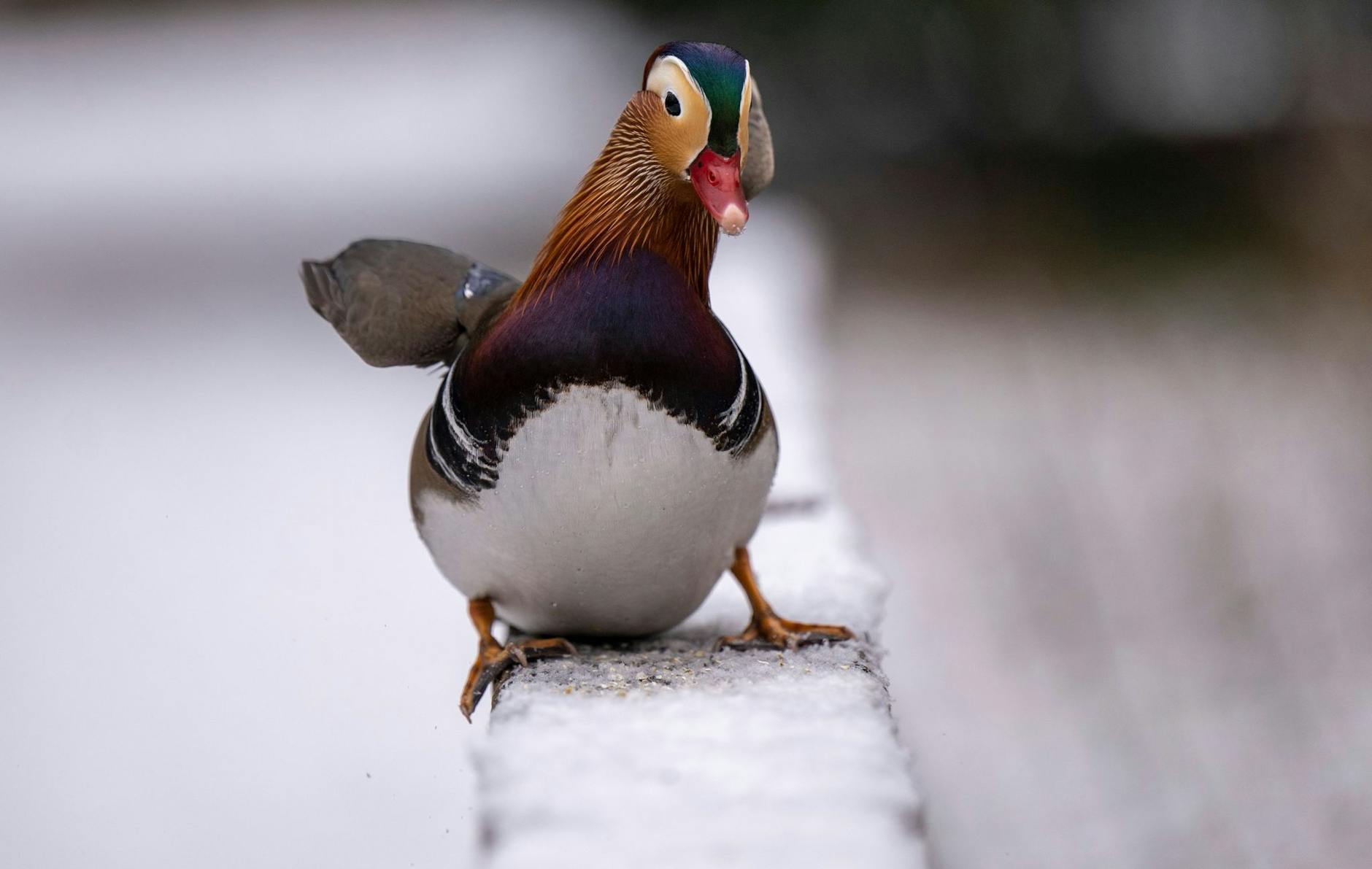 Vorsicht, glatt: Eine Mandarinente balanciert auf einem mit Schnee bedeckten Brückengeländer im Schlosspark Charlottenburg in Berlin.