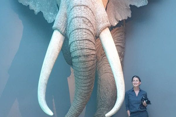 Die Archäologin Sabine Gaudzinski-Windheuser neben der Rekonstruktion eines erwachsenen männlichen Europäischen Waldelefanten <em>(Palaeoloxodon antiquus)</em> im Landesmuseum für Vorgeschichte in Halle.