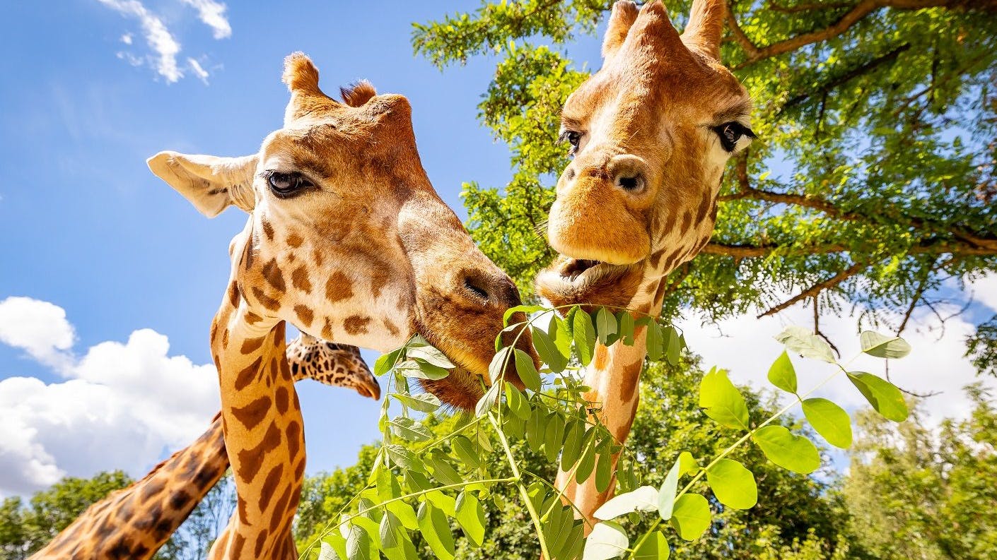 Auf Augenhöhe mit den Giraffen: So wird man im Frühjahr die Tiere im Tierpark erleben.