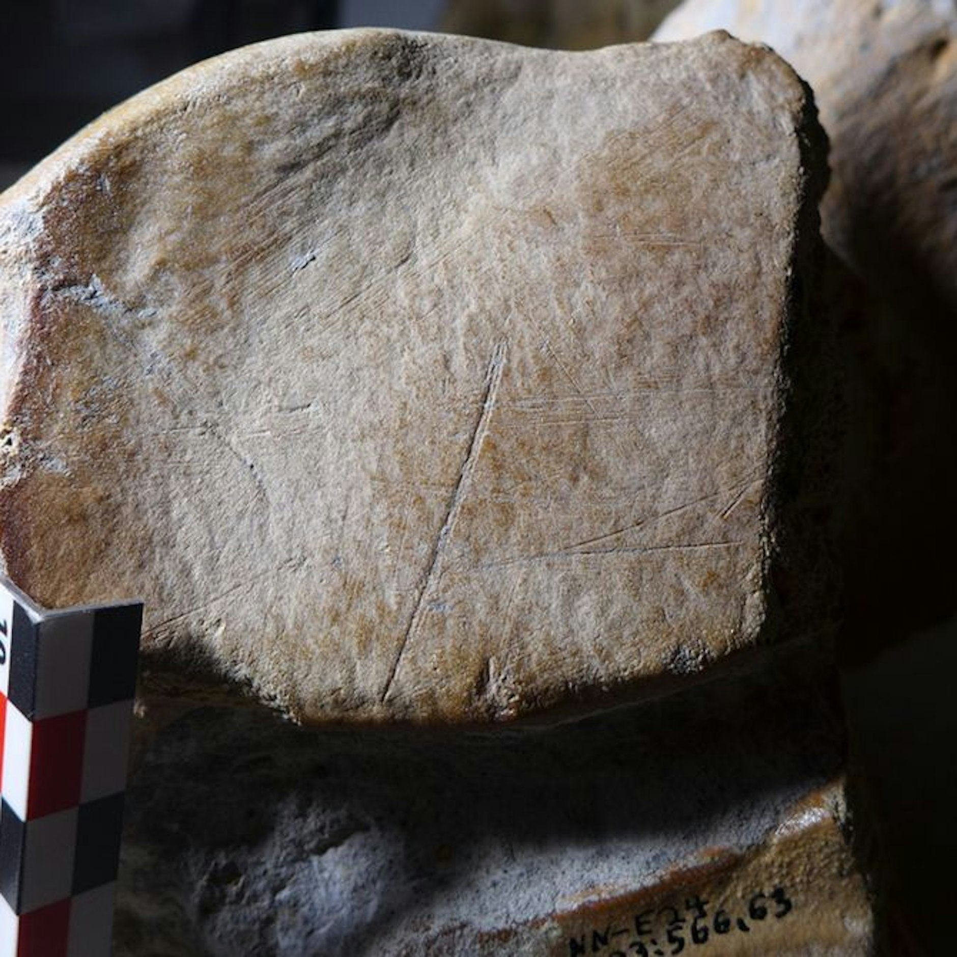 Schnittspuren am Fersenbein eines männlichen Elefanten, der bei seinem Tod etwa 50 Jahre alt war.