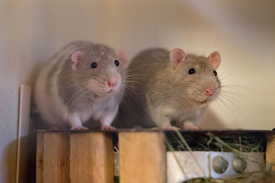 Ratten ernähren sich auch von Vogelfutter. Bringt ein flächendeckendes Fütterungsverbot etwas?