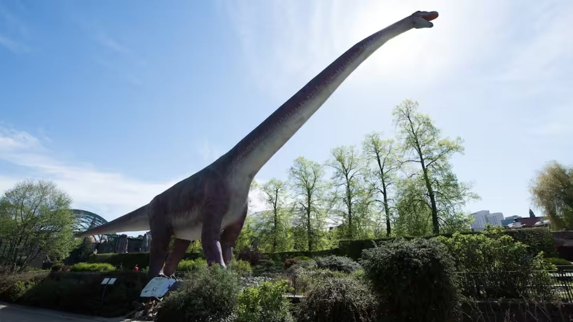 Diese lebensgroße Nachbildung des über 20 Meter großen Brachiosaurus wird im Tierpark zu sehen sein.