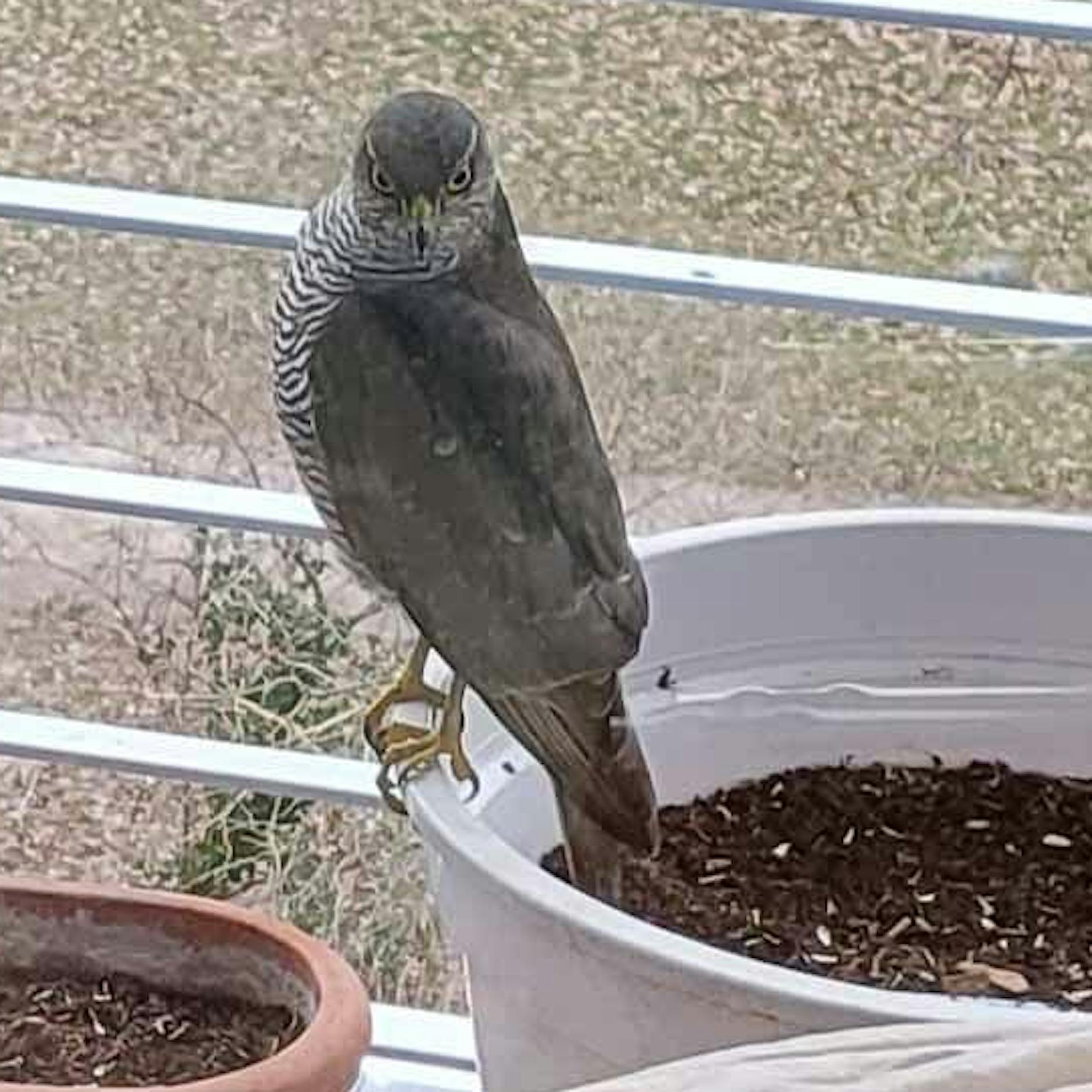 Wildes Berlin: Raubtieraugen schauen dich an