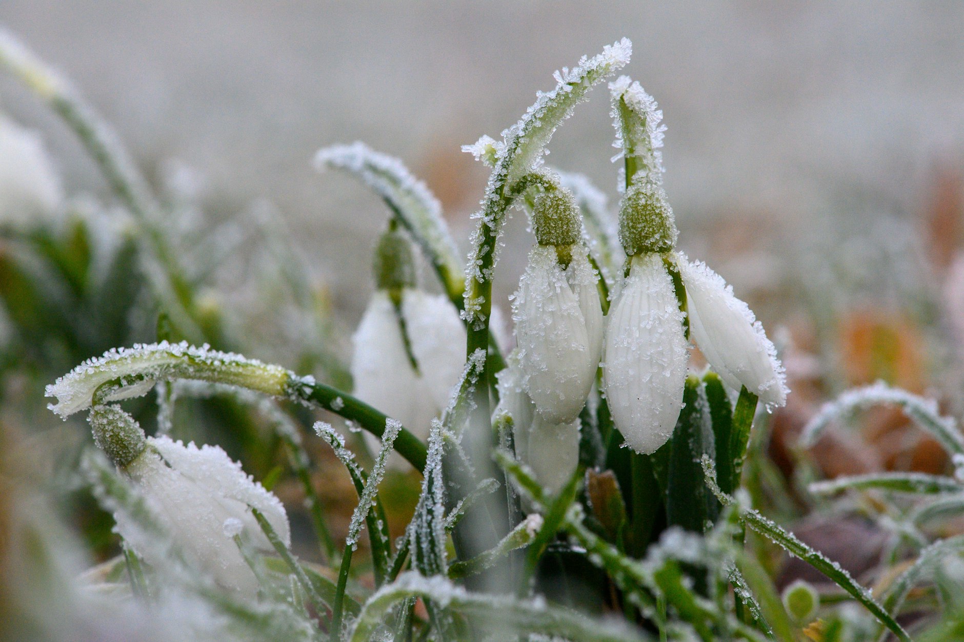 Nach den milden Temperaturen der vergangenen Woche begannen die ersten Frühblüher vereinzelt zu sprießen.&nbsp;