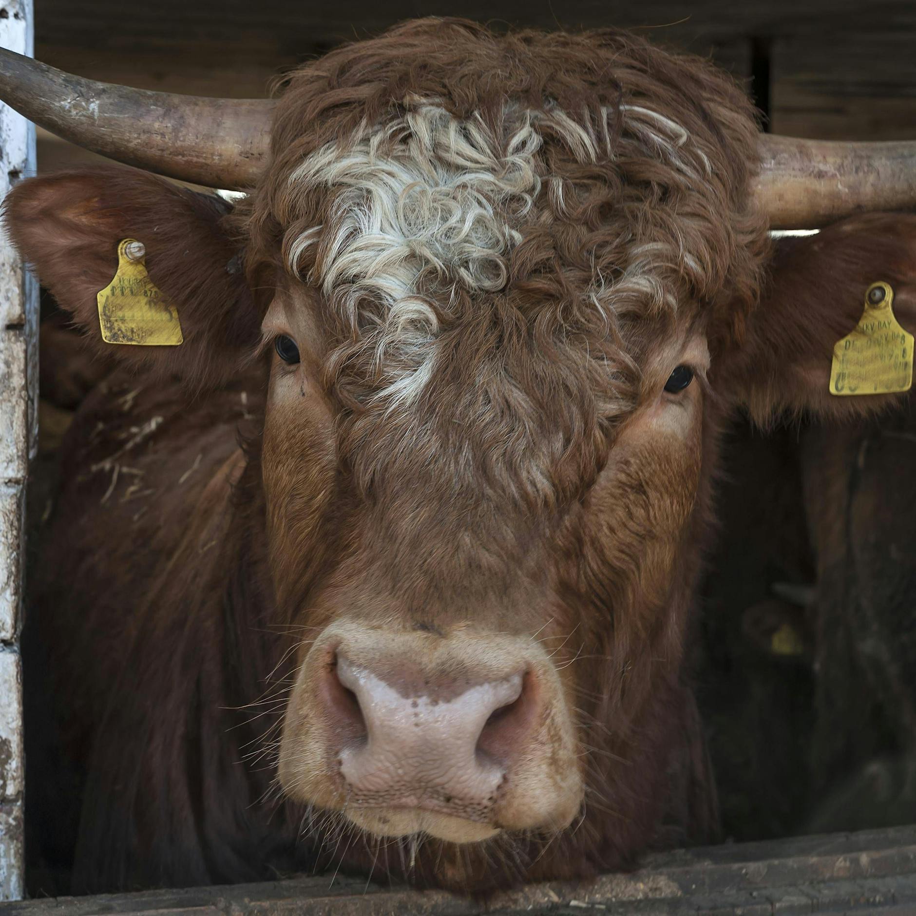 Stier will nicht geschlachtet werden und spießt Arbeiter (60) auf - schwer verletzt!
