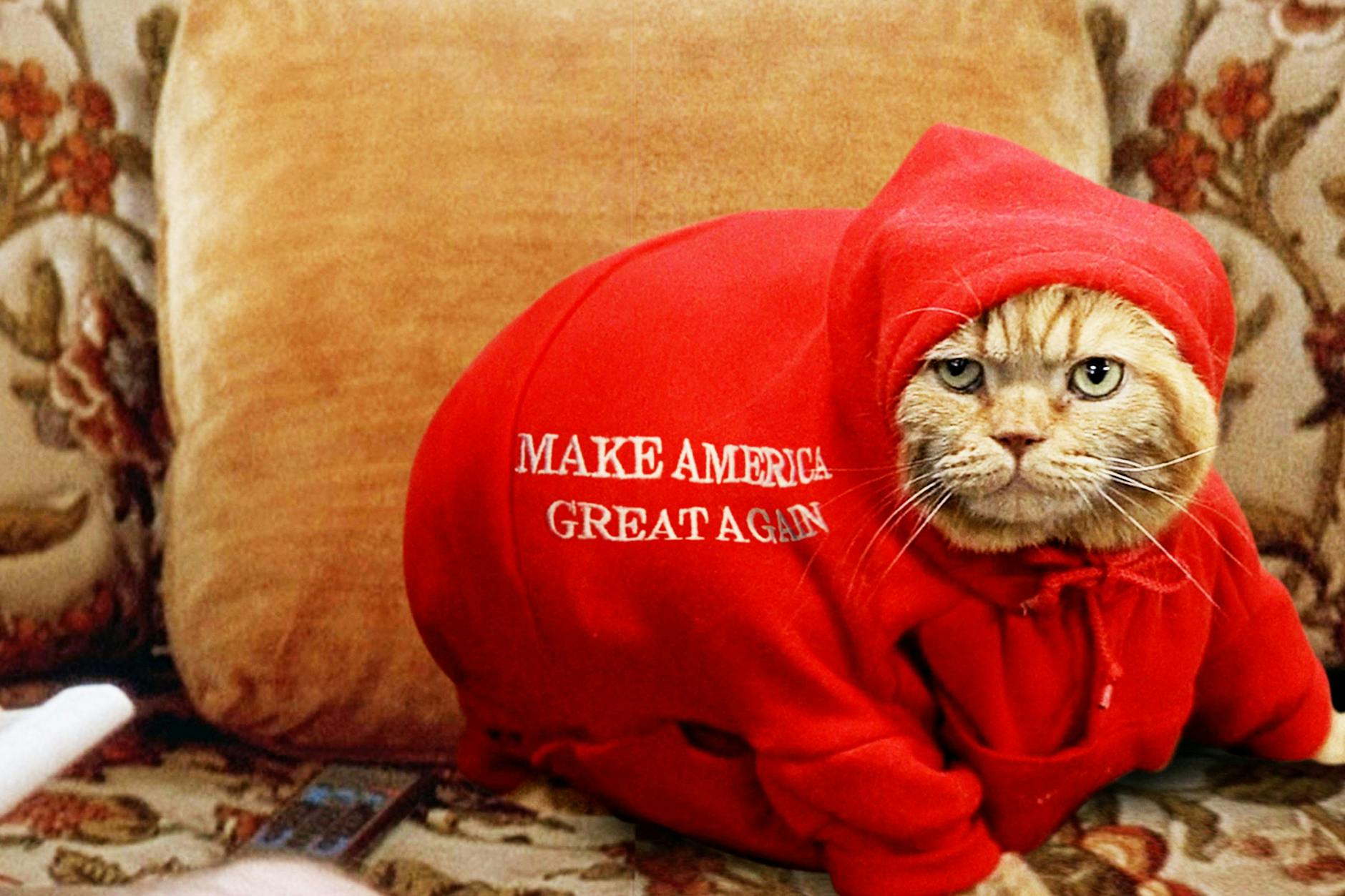 Was man als Katze nicht alles ertragen muss.