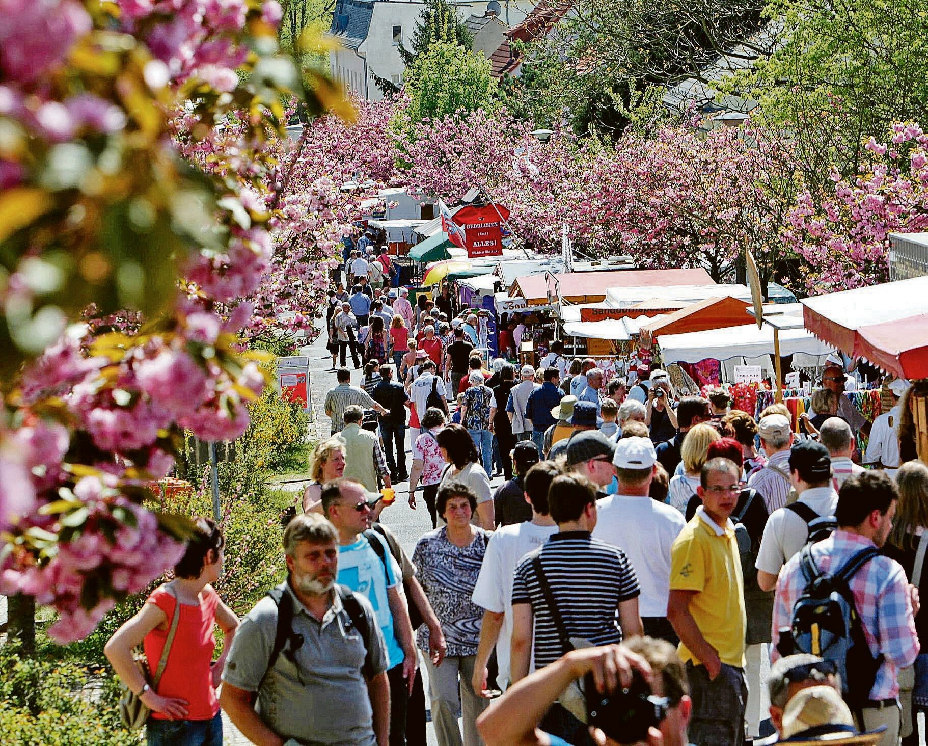 Image - Baumblütenfest in Werder mit neuem Image: Mehr Kultur, weniger Suff – DIESE Besucher sind ab jetzt unerwünscht!