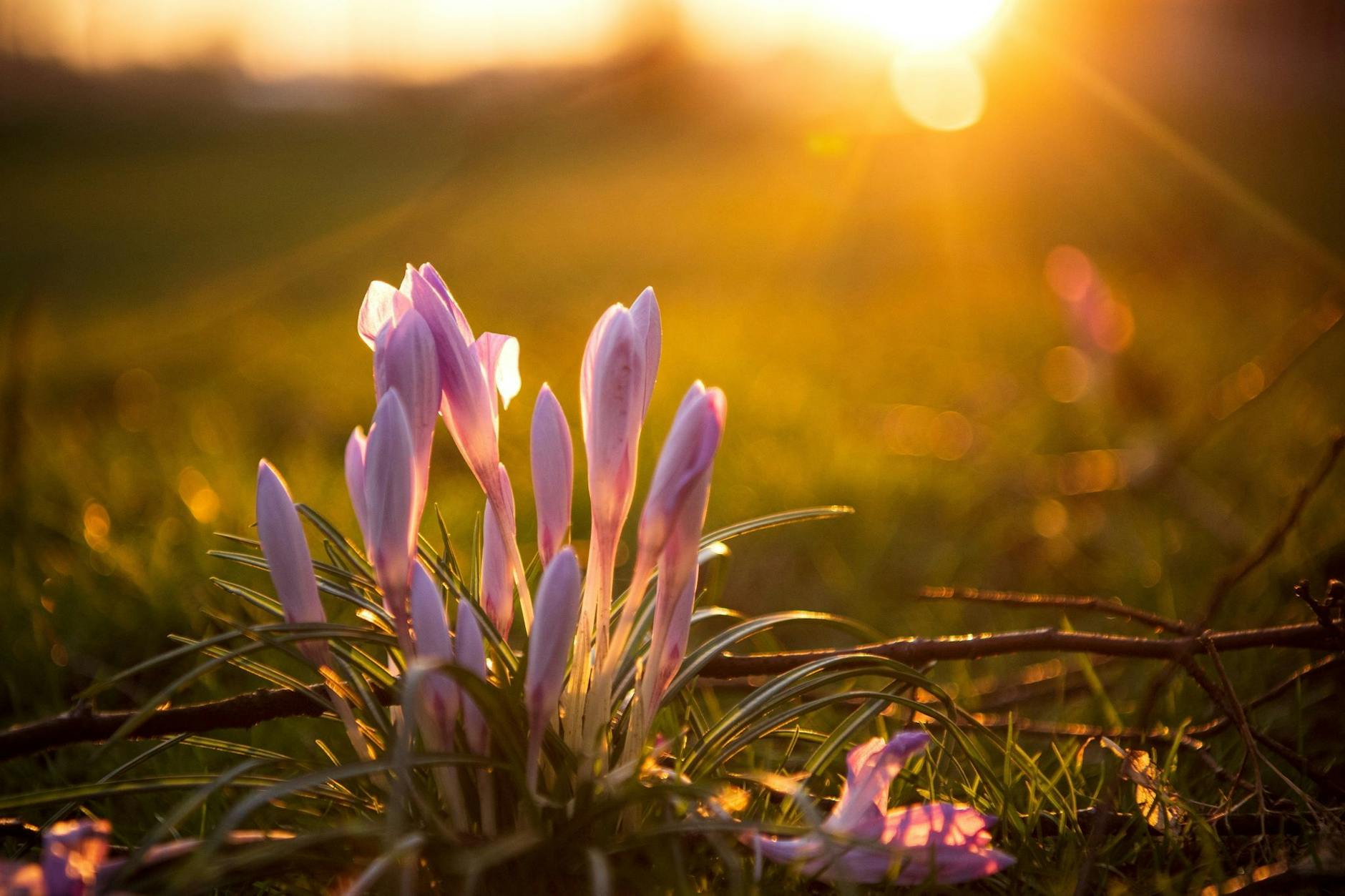 Krokusse stehen im Morgenlicht auf einer Wiese. Das Wetter hat es eilig, in den Frühlingsmodus zu schalten.