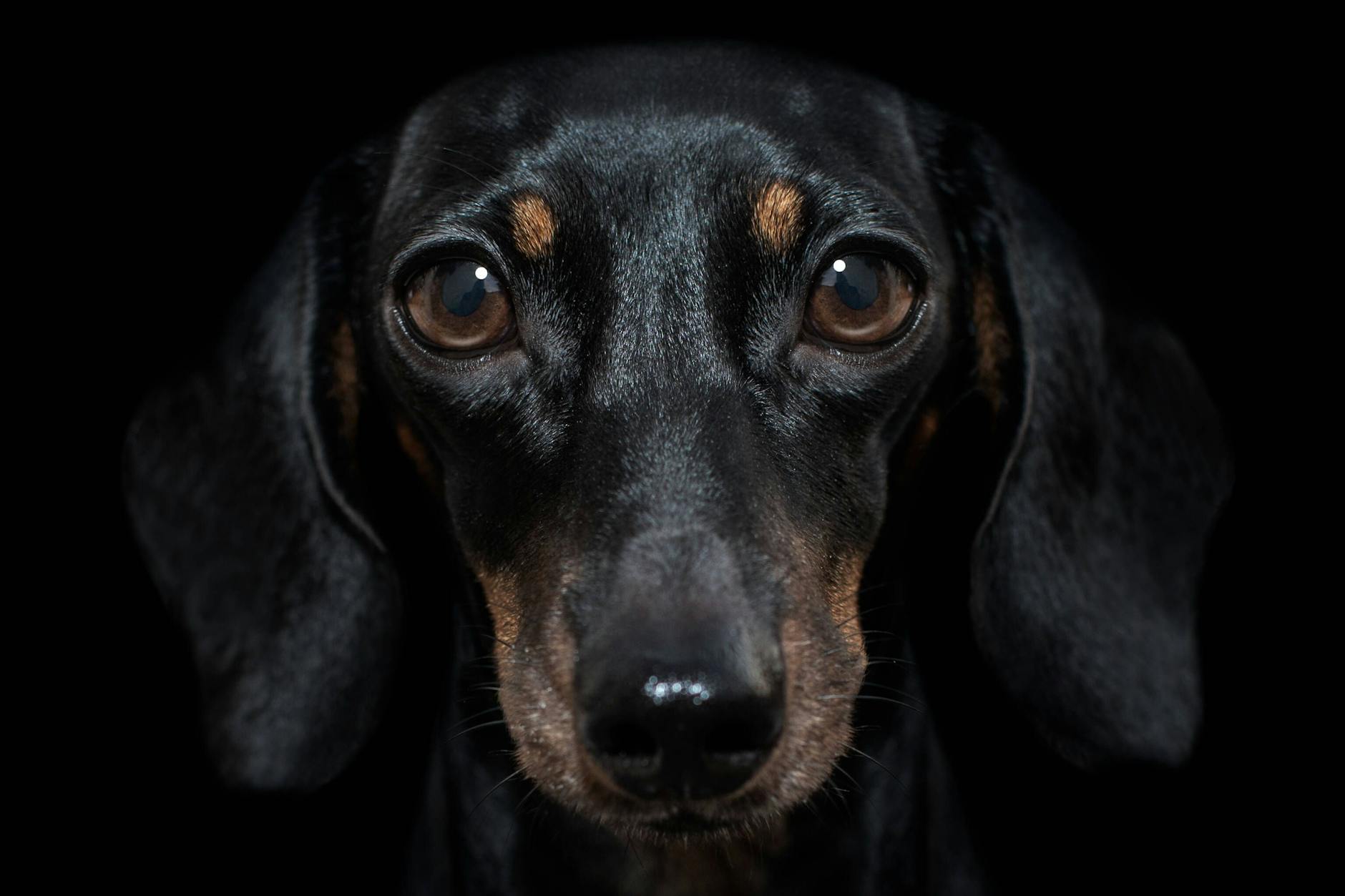 Ein Dackel, wie ihn auch Marco Goecke hält