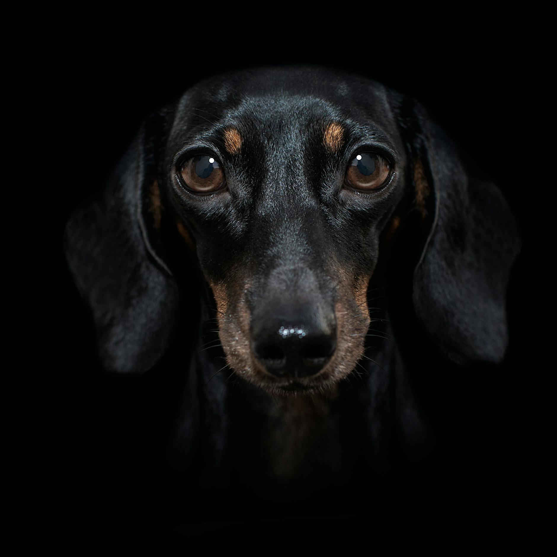 Das geht nicht mehr ab: Jetzt klebt Hundekot an der Theaterkritik